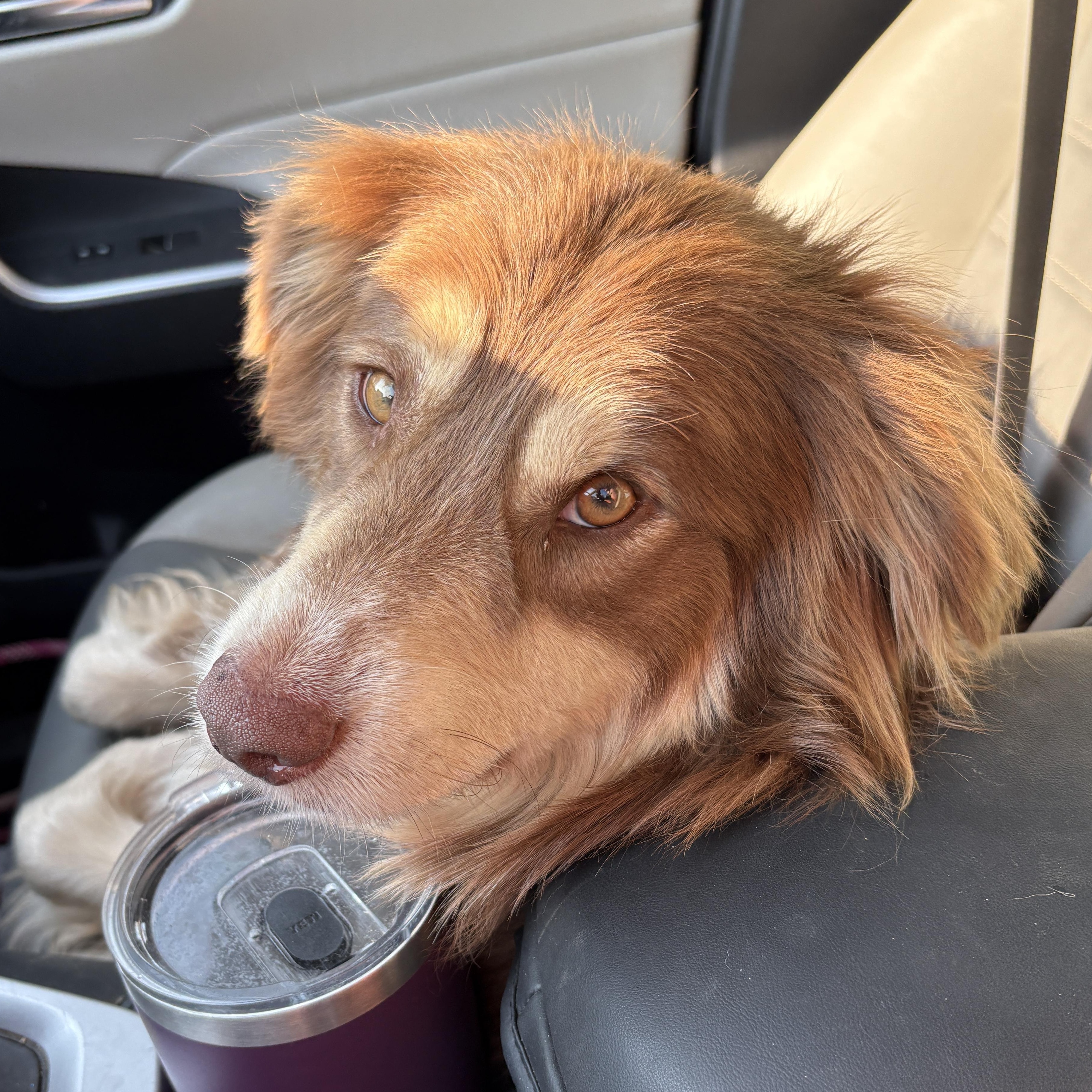 Enlarge Remi, a Adopted Australian Shepherd in grant, AL image 4/4