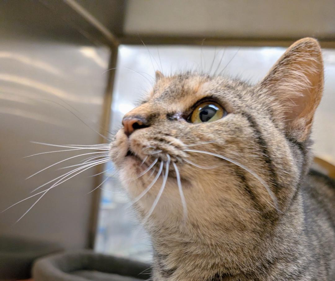 Ash, a ADOPTABLE Domestic Short Hair in Ashland, VA image 2/5
