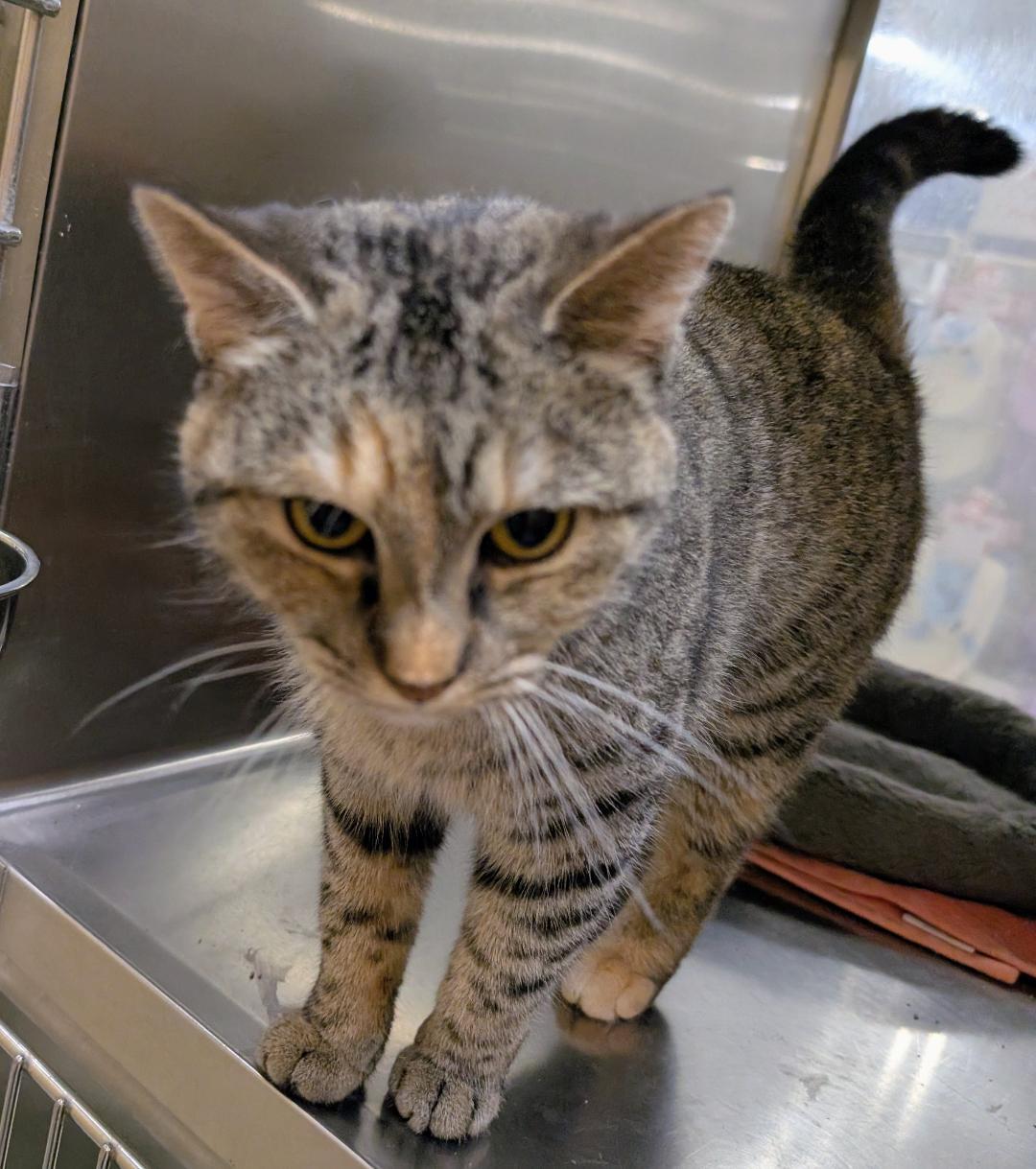 Ash, ADOPTABLE, Young Female Domestic Short Hair.