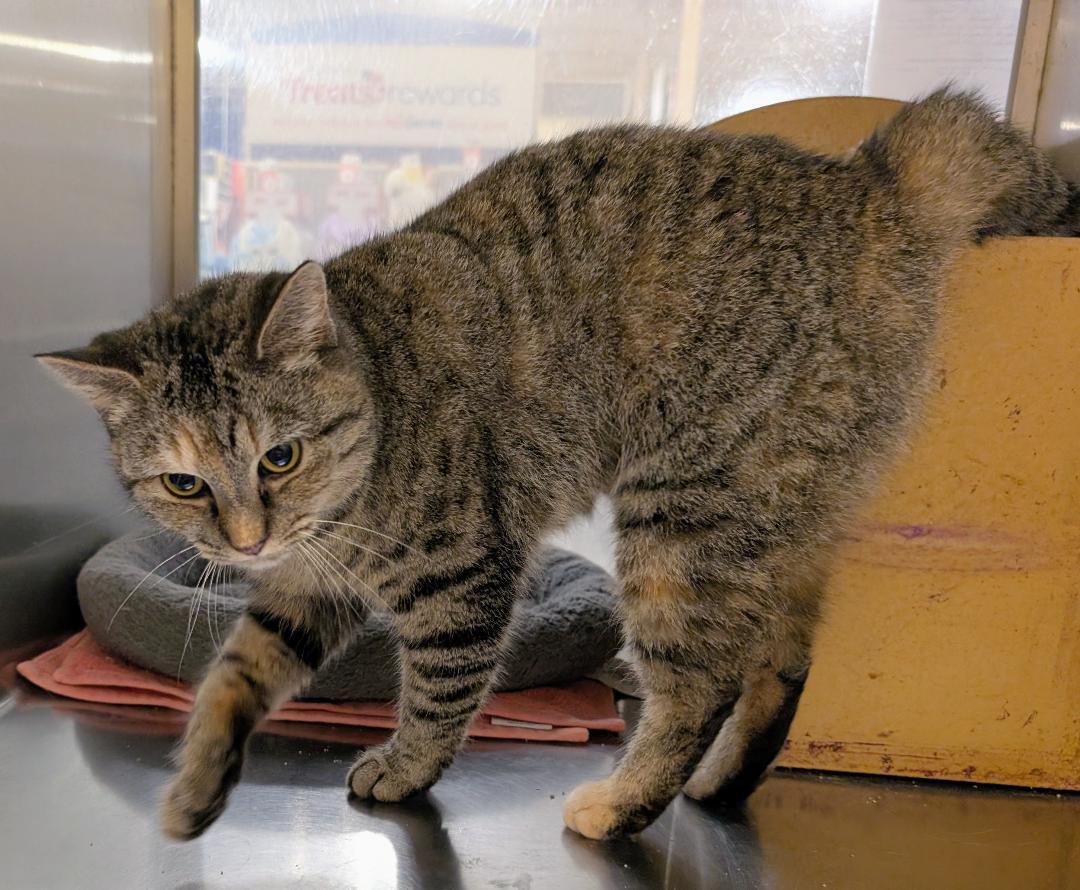 Ash, a ADOPTABLE Domestic Short Hair in Ashland, VA image 4/5