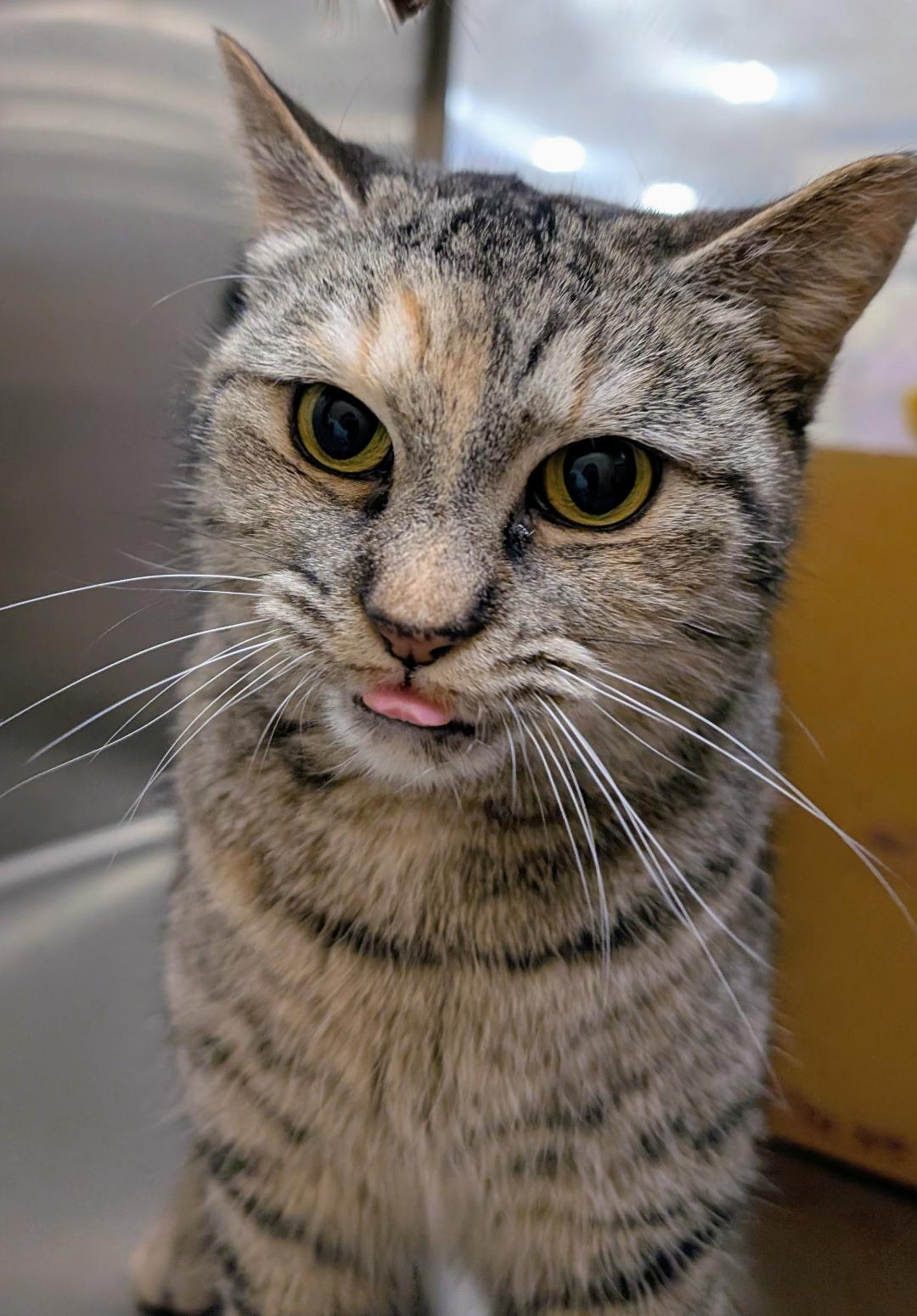 Ash, a ADOPTABLE Domestic Short Hair in Ashland, VA image 3/5