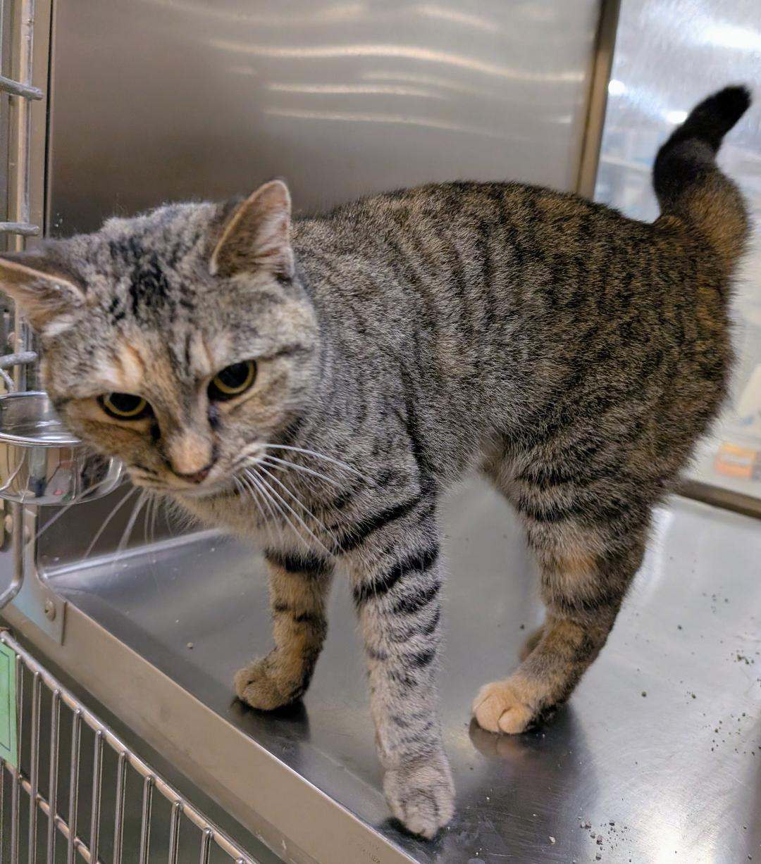 Ash, a ADOPTABLE Domestic Short Hair in Ashland, VA image 5/5