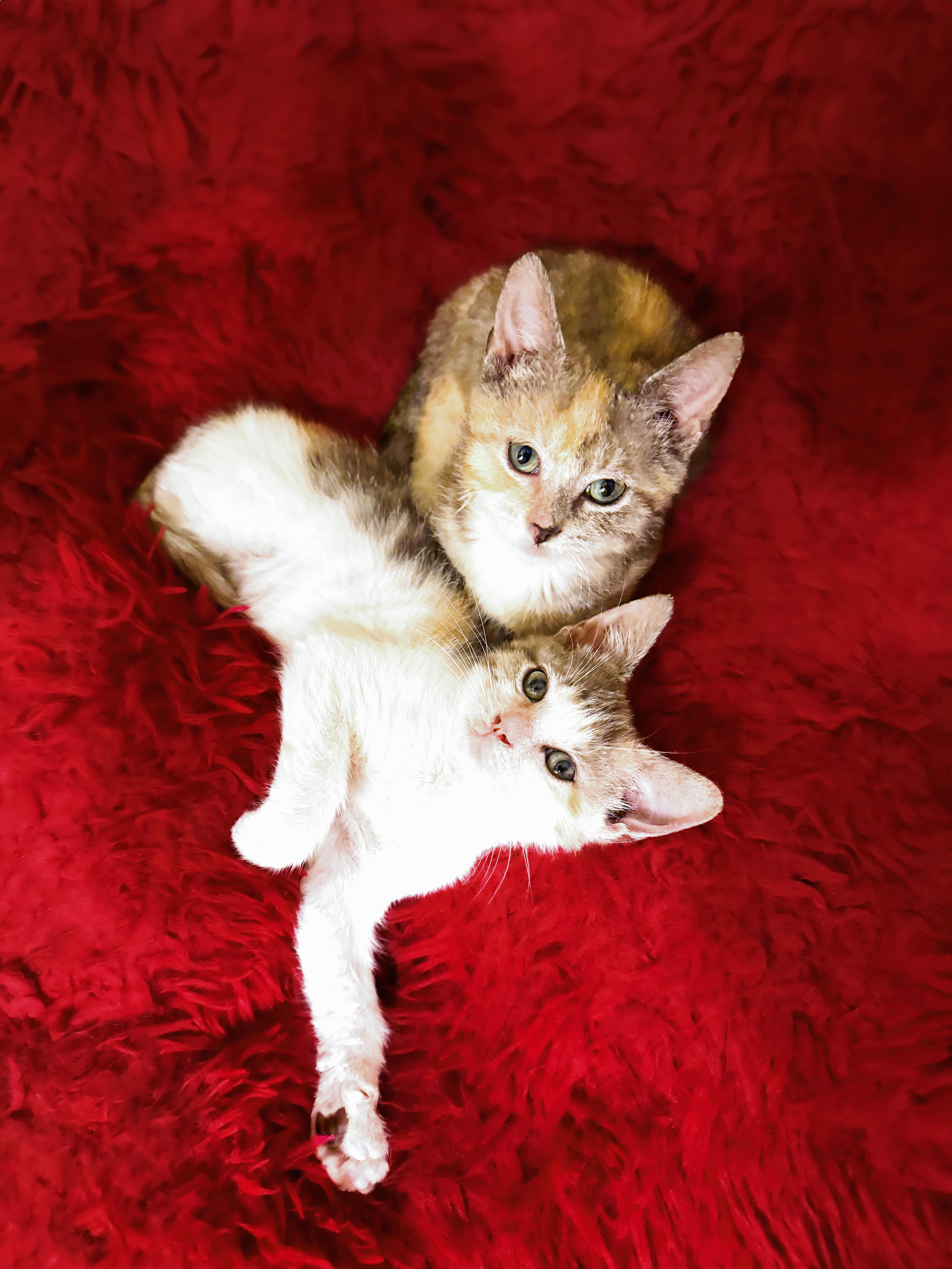 Enlarge Spinach & Poblano, a Adoptable mixed breed in Mooresville, NC image 3/6