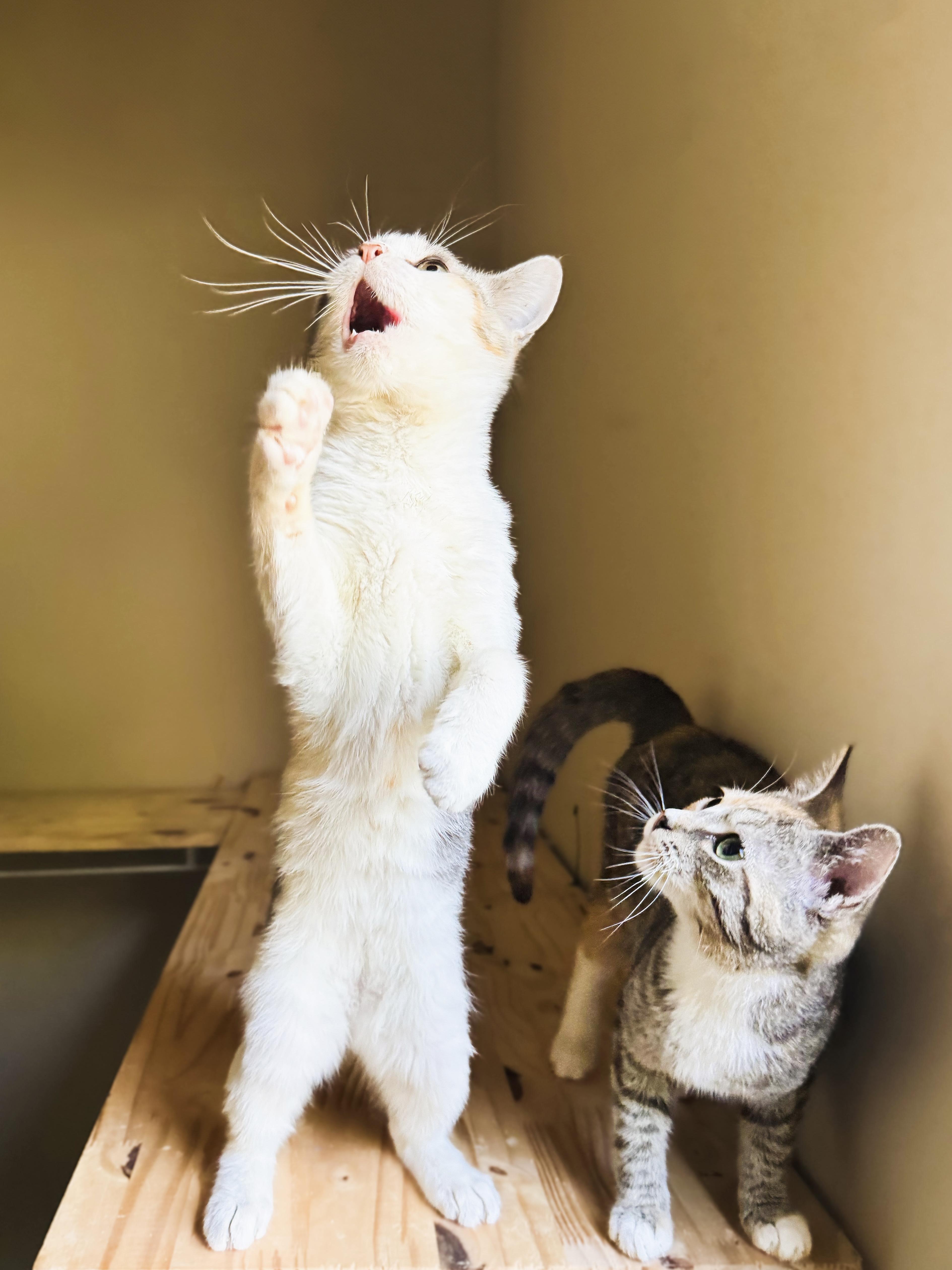 Enlarge Spinach & Poblano, a Adoptable mixed breed in Mooresville, NC image 6/6