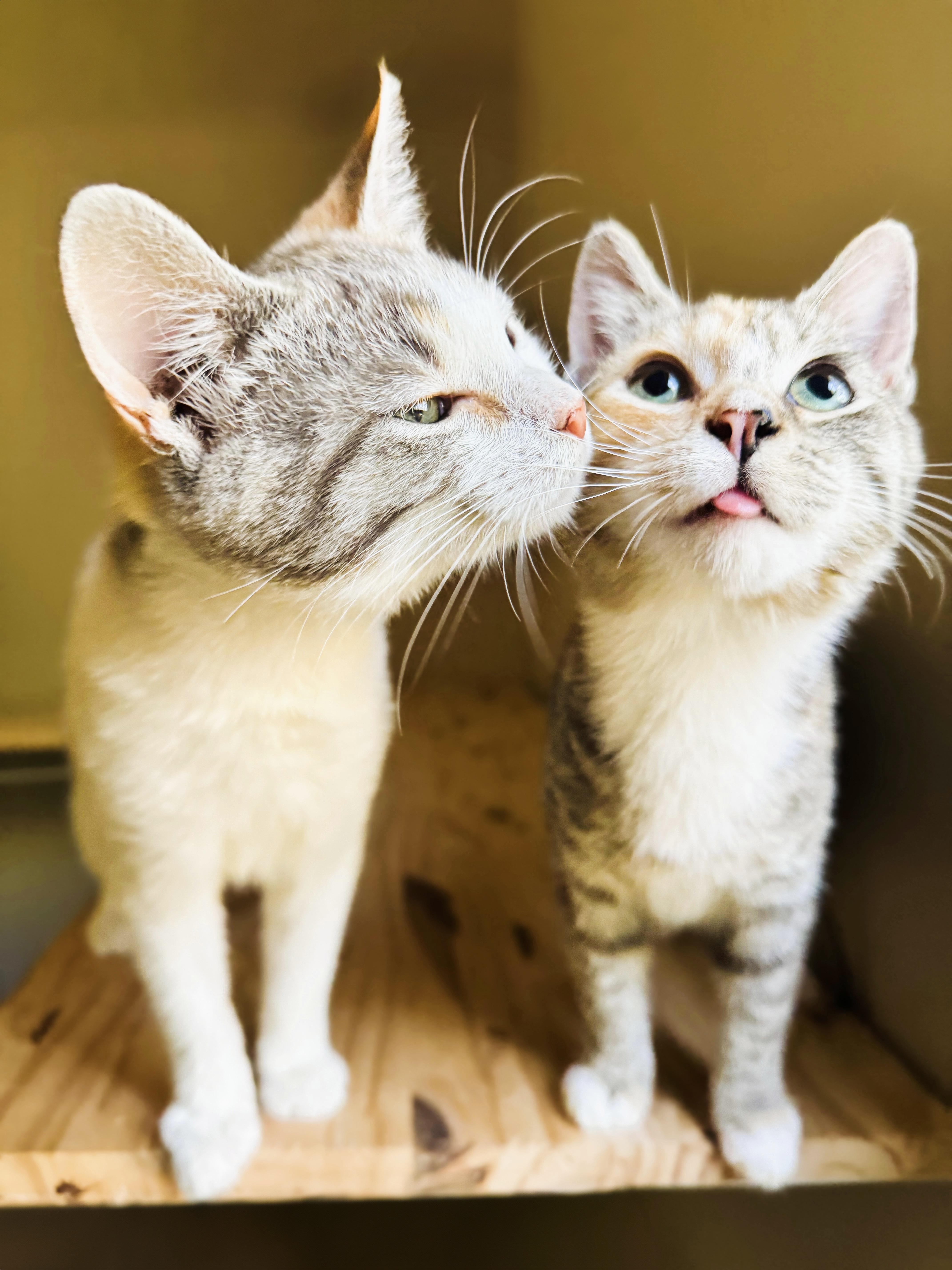 Spinach & Poblano, Adoptable, Kitten Female Calico & Dilute Tortoiseshell.