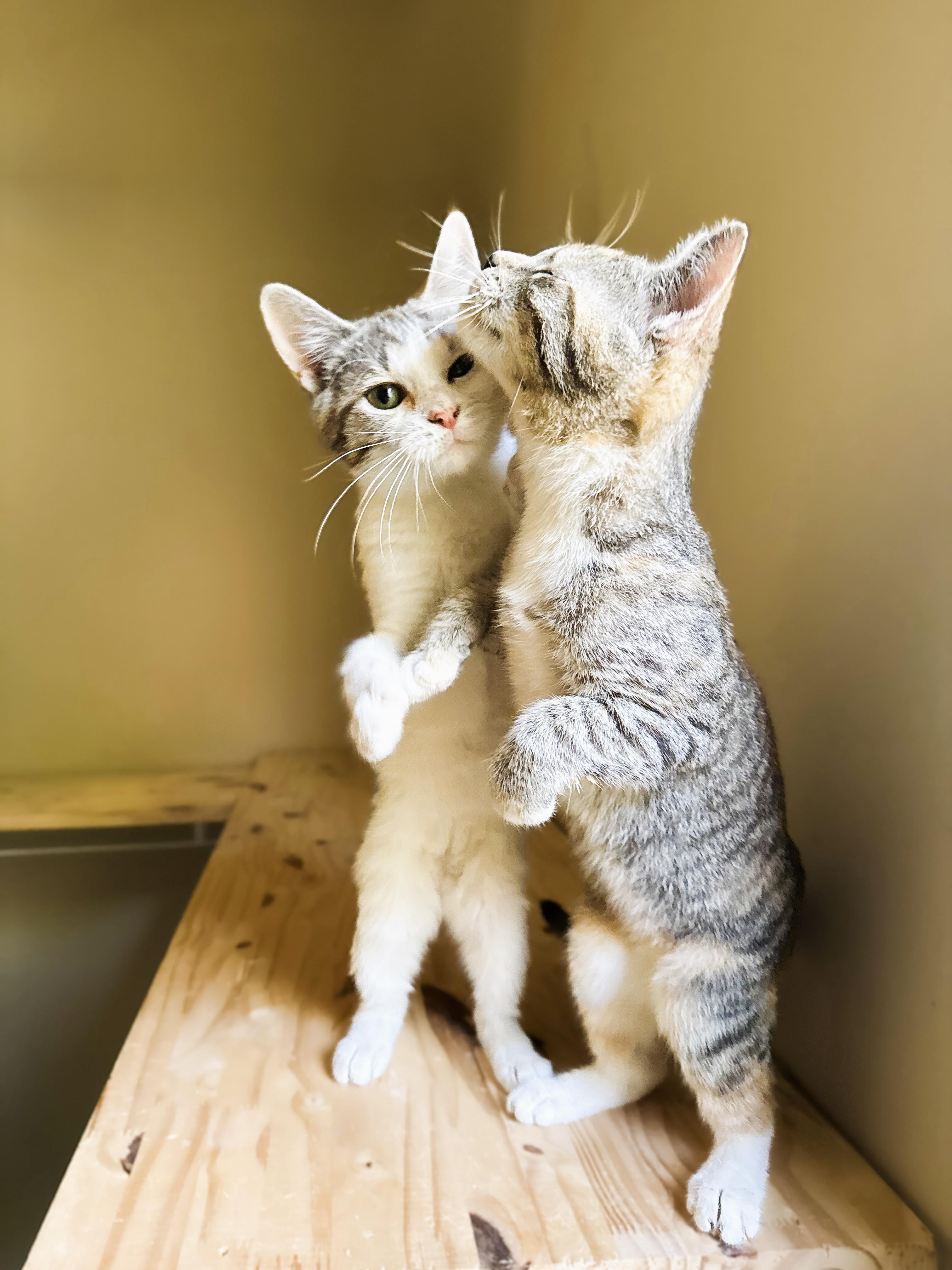 Enlarge Spinach & Poblano, a Adoptable mixed breed in Mooresville, NC image 5/6