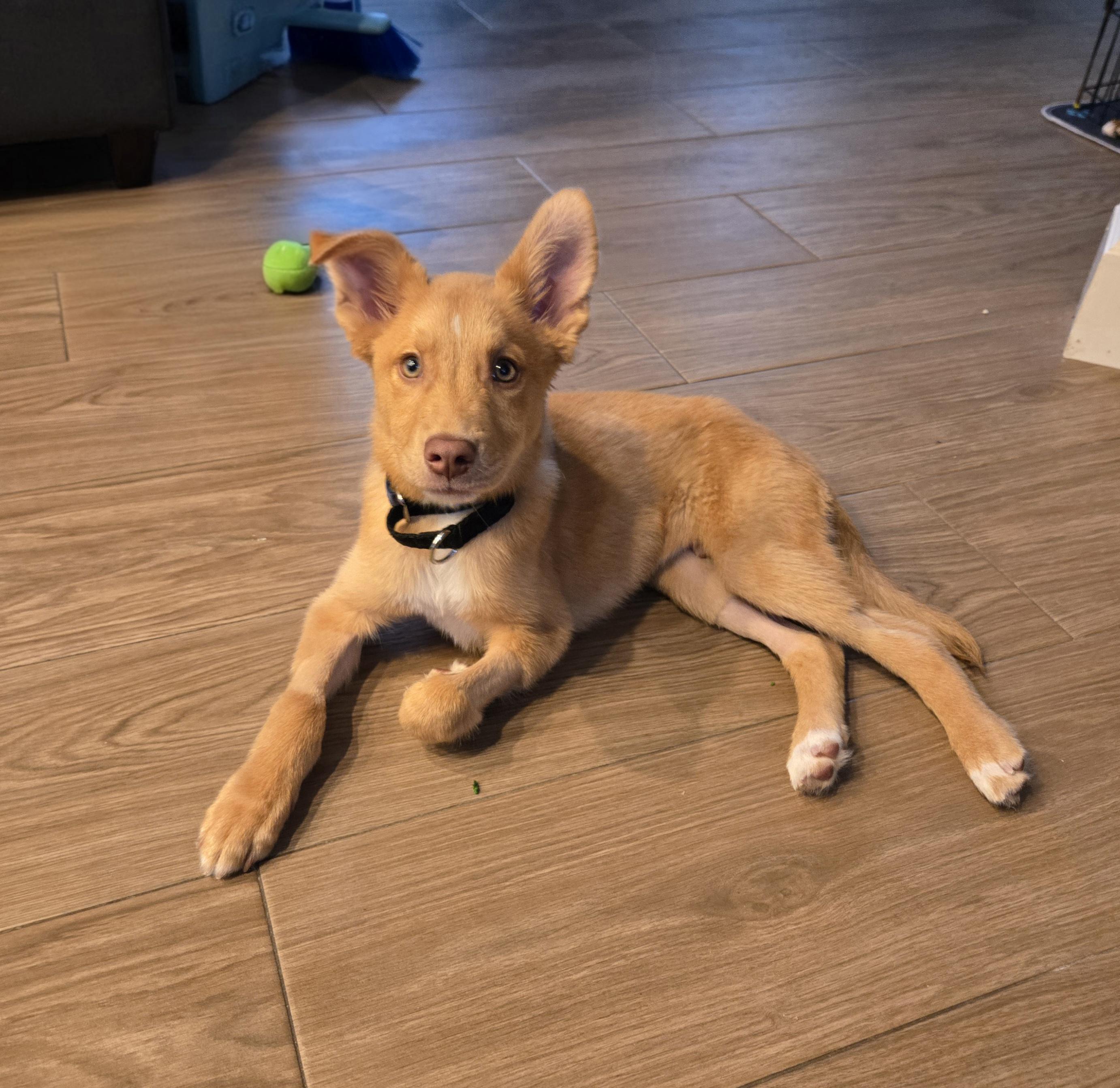 Enlarge Teddy - Diabetic*, a ADOPTABLE mixed breed in Oviedo, FL image 2/4