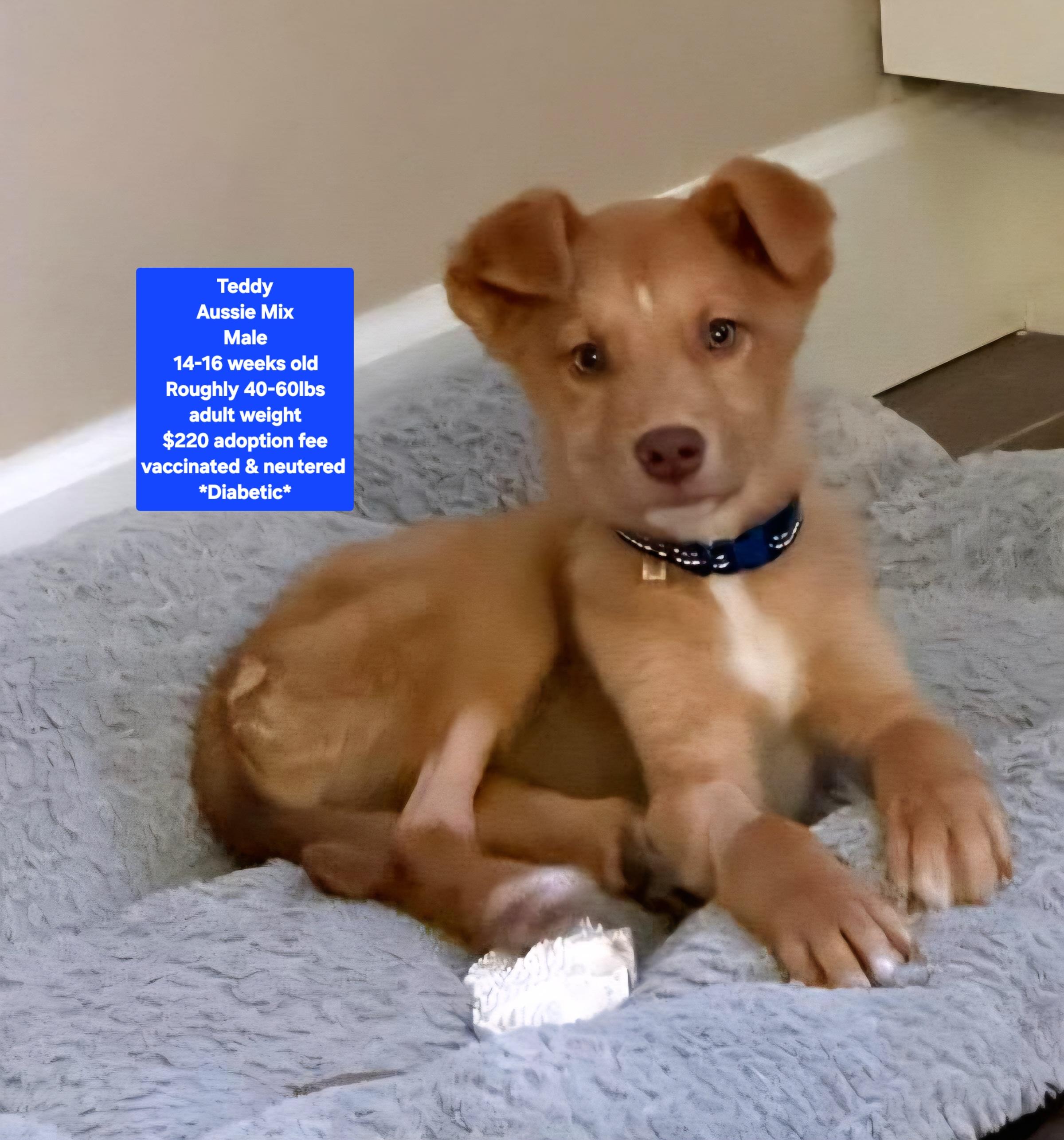 Teddy - Diabetic*, ADOPTABLE, Puppy Male Australian Shepherd.