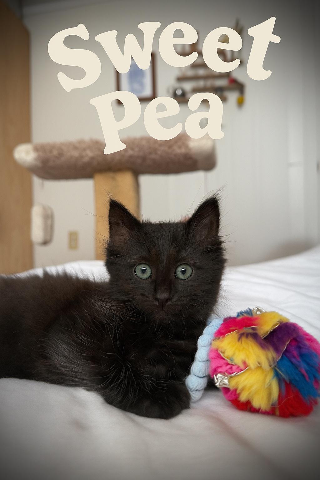 SweetPea