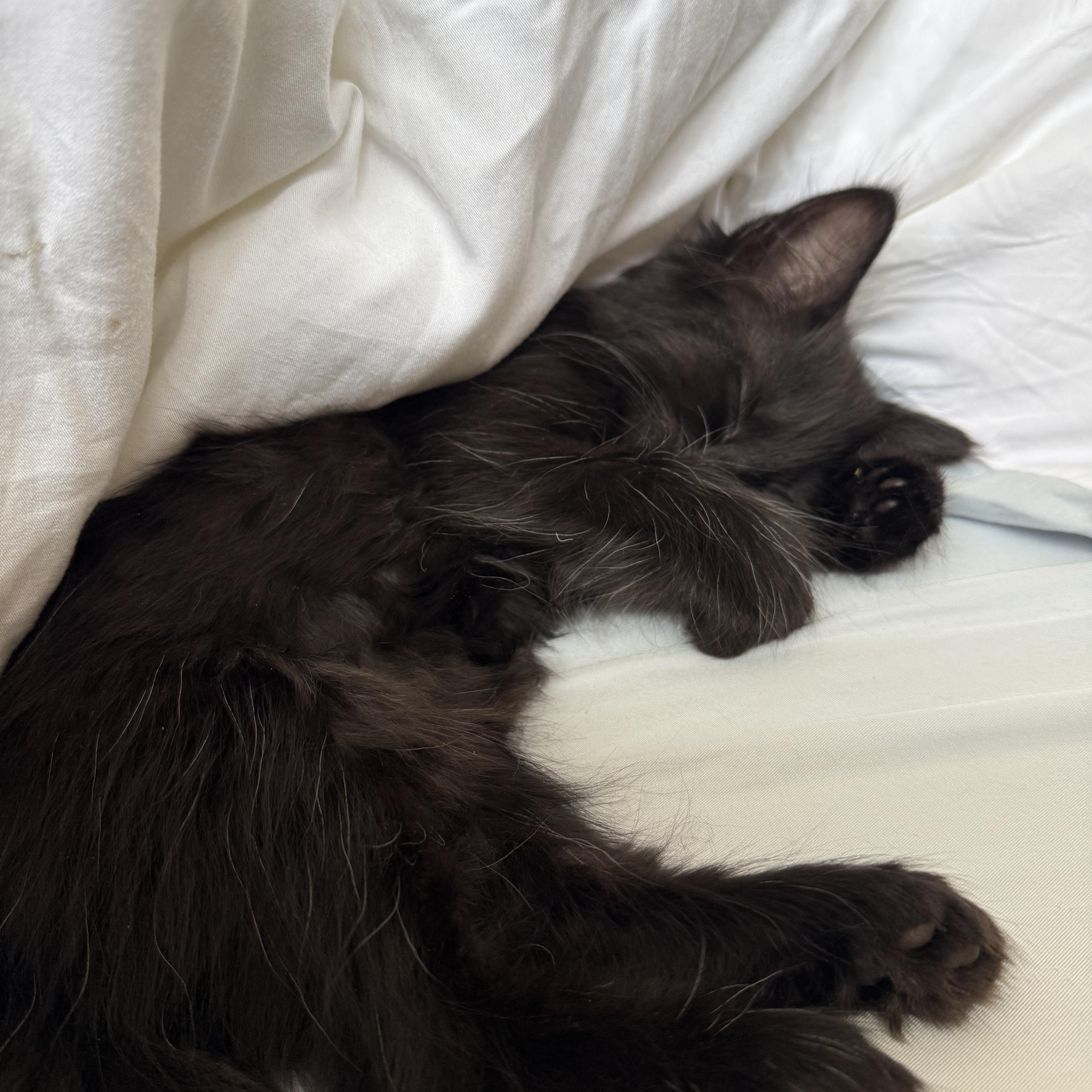 SweetPea photo 3