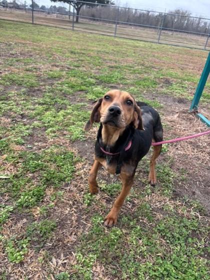 Winter, Adoptable, Young Female Treeing Walker Coonhound & Mixed Breed.