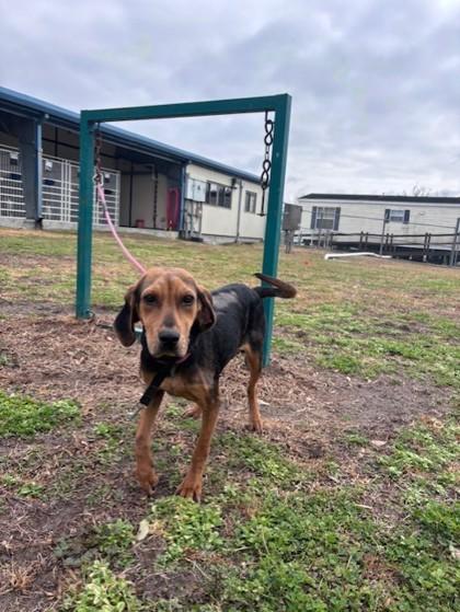 Enlarge Winter, a Adoptable mixed breed in Violet, LA image 2/2