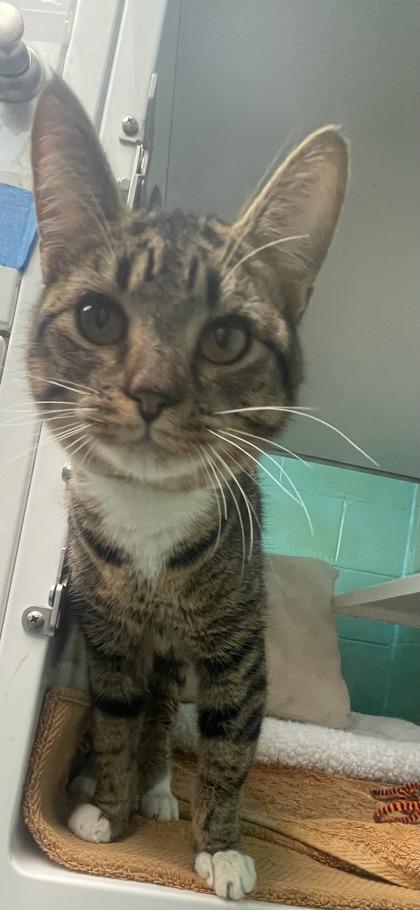 Sweetie Pie, Adoptable, Adult Female Domestic Short Hair & Domestic Short Hair.