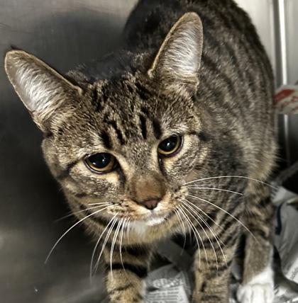 Enlarge Sweetie Pie, a Adoptable Domestic Short Hair in Spartanburg, SC image 2/2