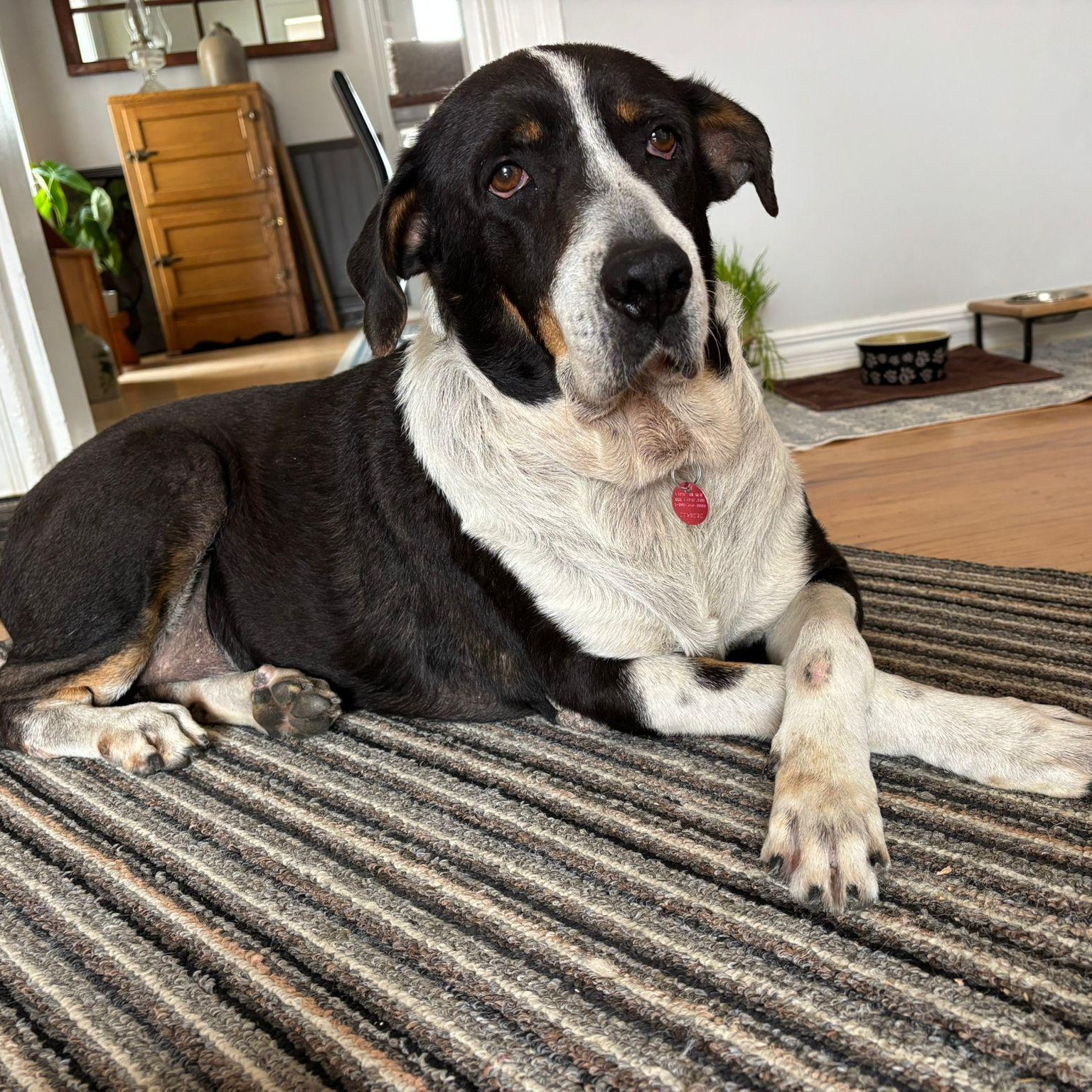Karma, ADOPTABLE, Senior Male Border Collie & Saint Bernard.