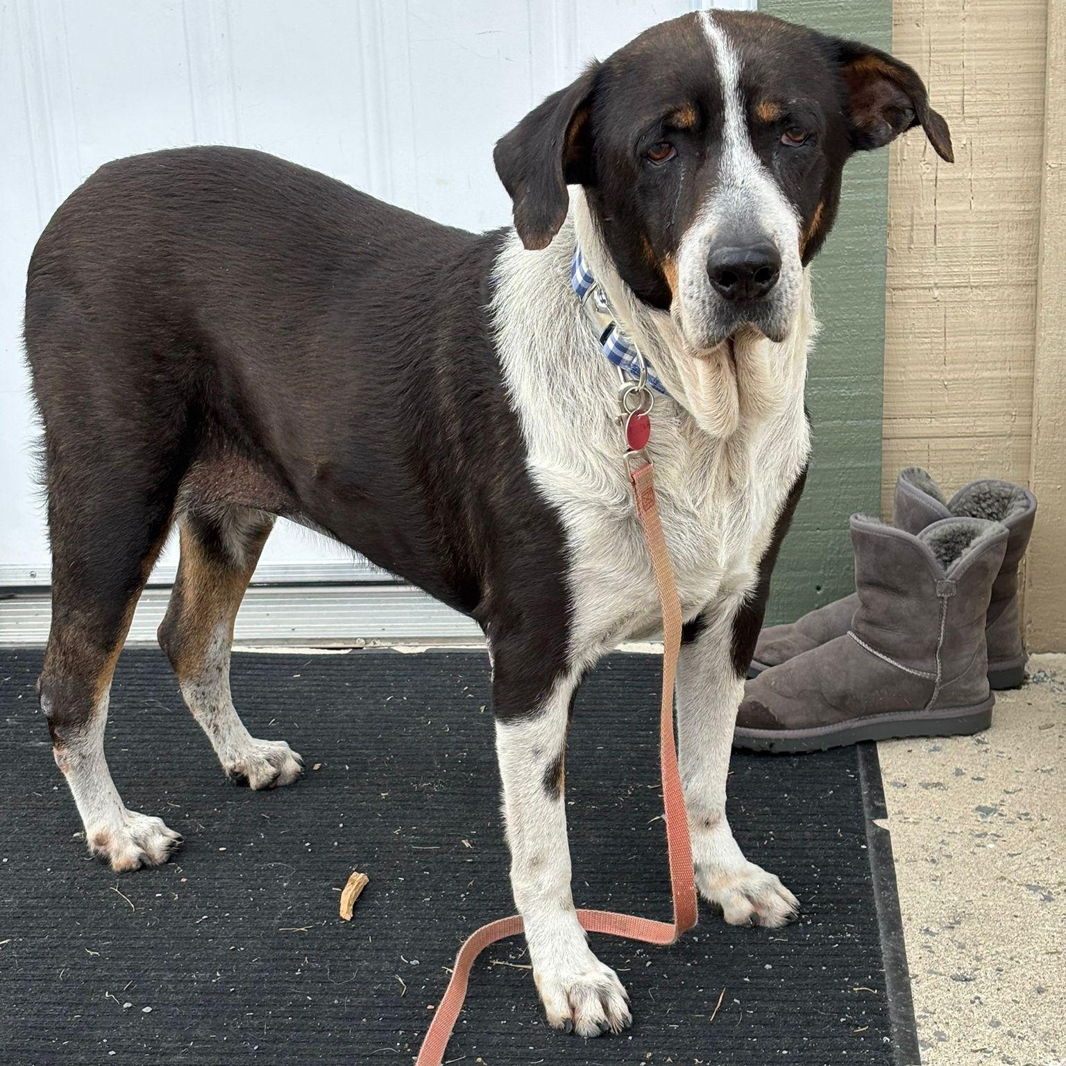 Enlarge Karma, a ADOPTABLE mixed breed in Williamsburg, ON image 3/6