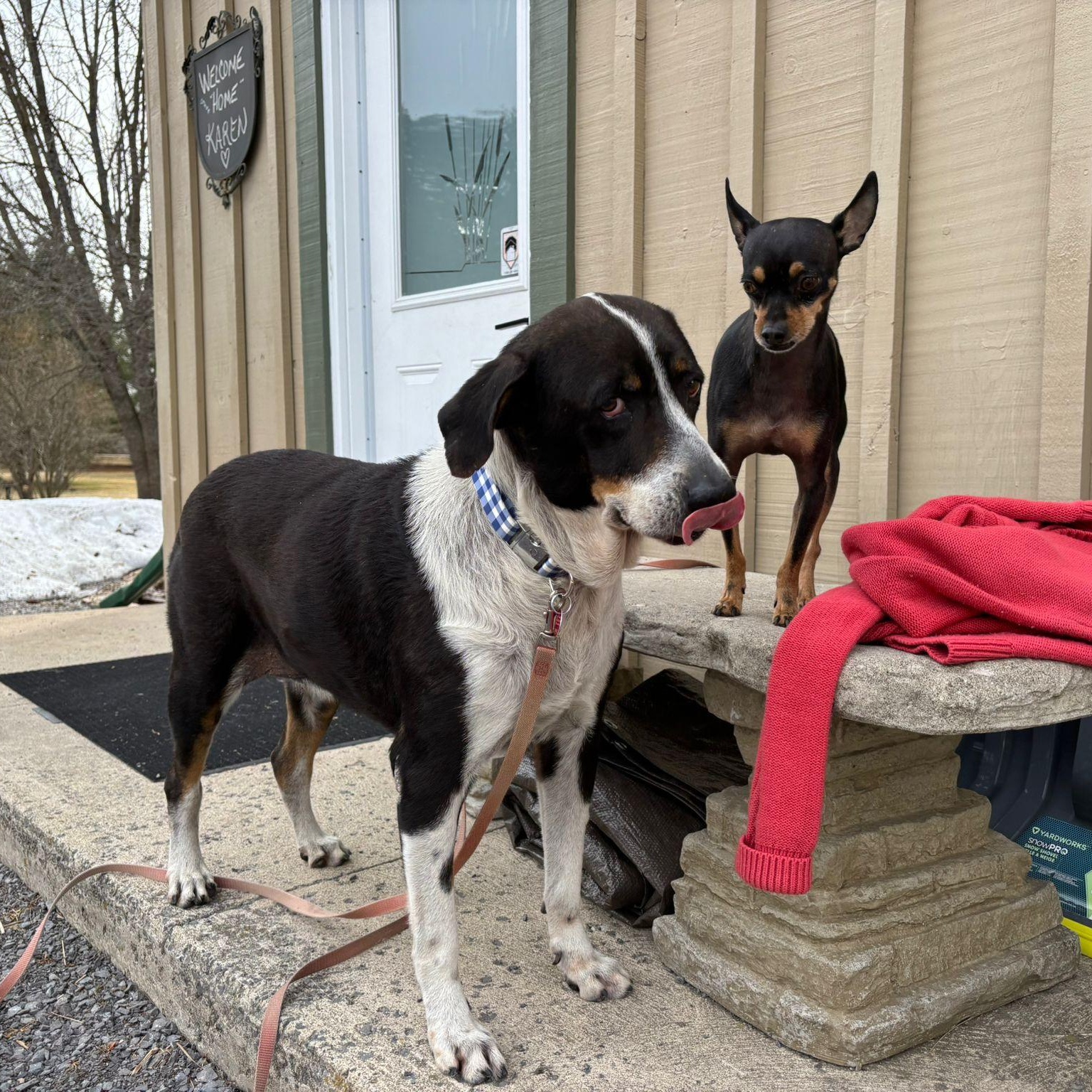 Enlarge Karma, a ADOPTABLE mixed breed in Williamsburg, ON image 6/6