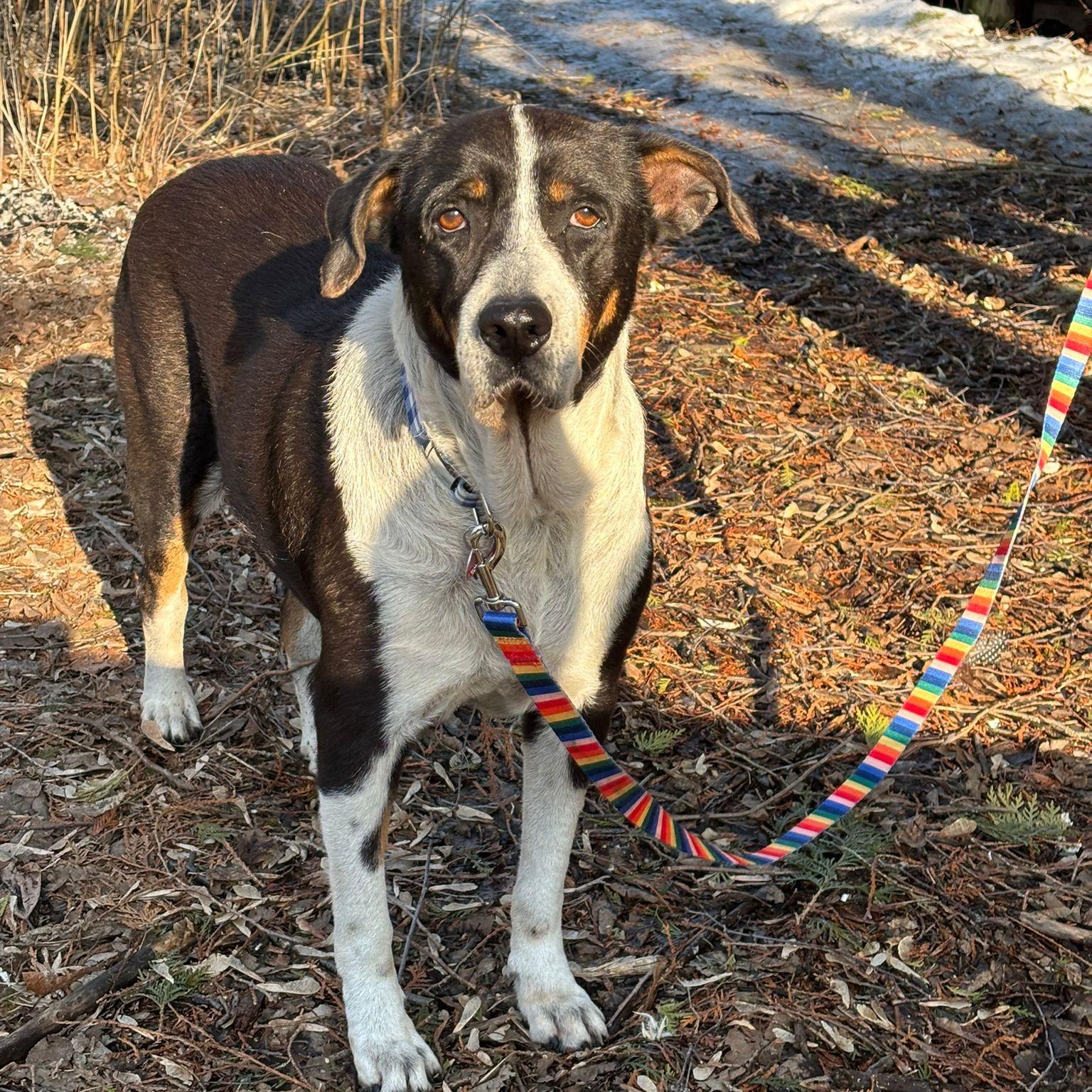 Enlarge Karma, a ADOPTABLE mixed breed in Williamsburg, ON image 2/6