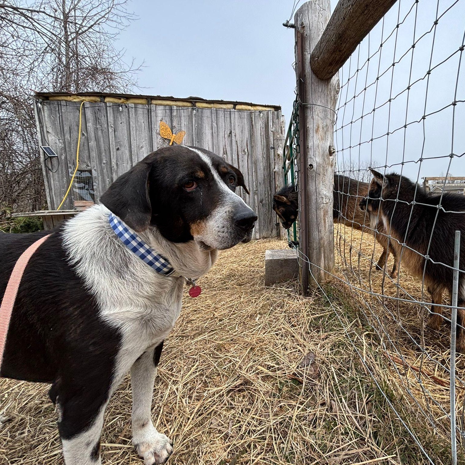 Enlarge Karma, a ADOPTABLE mixed breed in Williamsburg, ON image 5/6