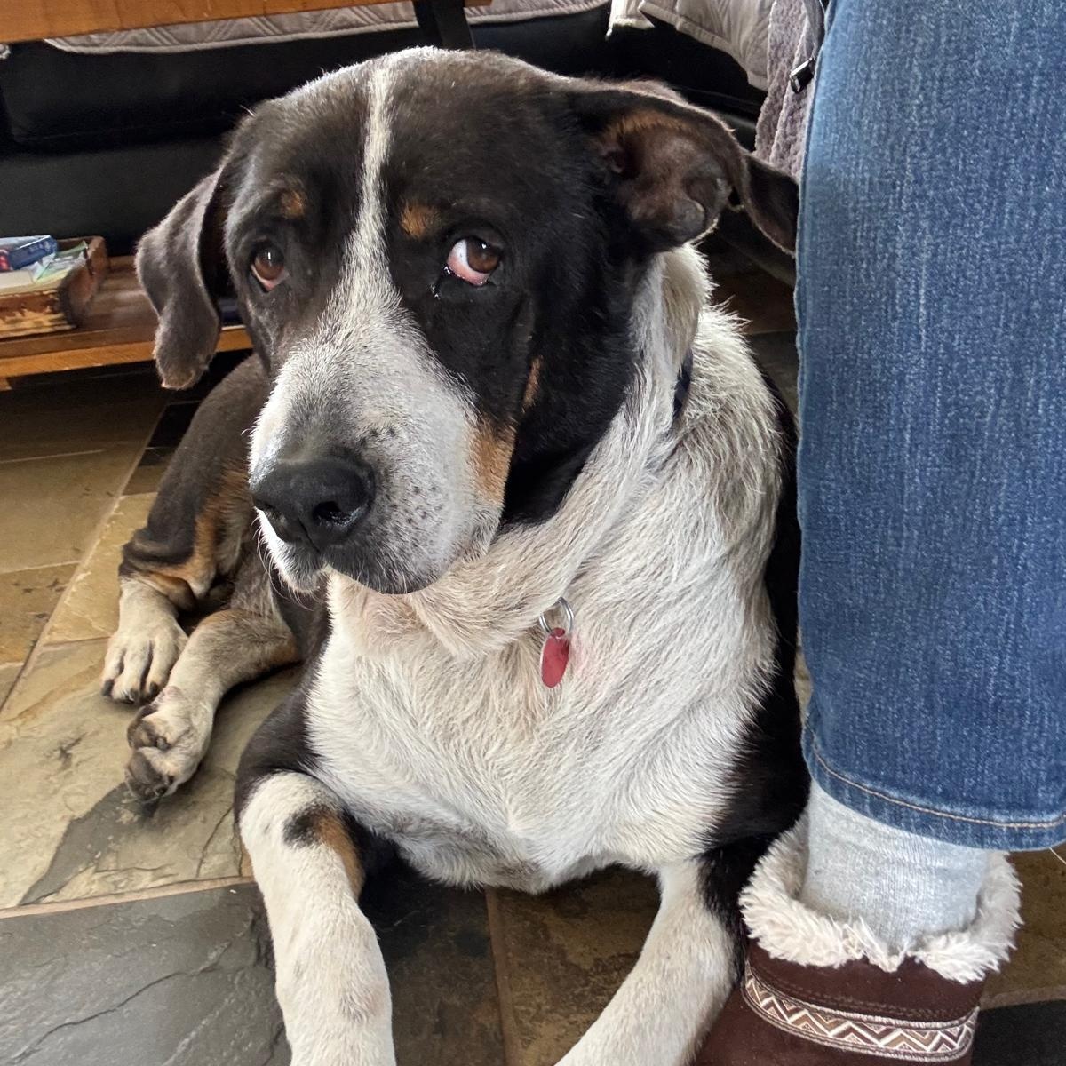Enlarge Karma, a ADOPTABLE mixed breed in Williamsburg, ON image 4/6