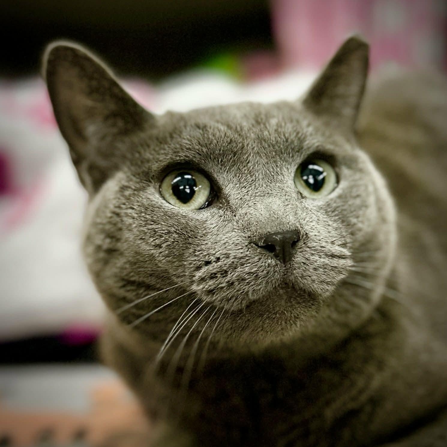 Enlarge Sterling Steve, an adoptable Russian Blue in SCOTTSDALE, AZ image 2/2