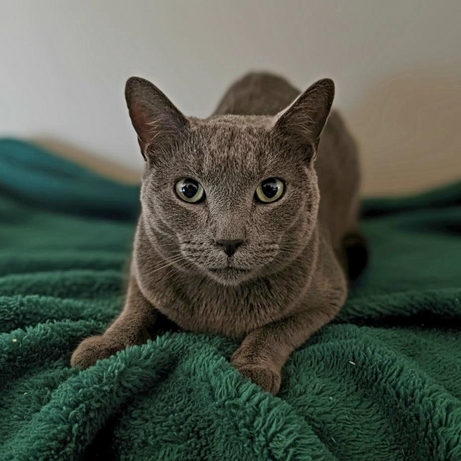Enlarge Sterling Steve, an adoptable Russian Blue in SCOTTSDALE, AZ image 1/2