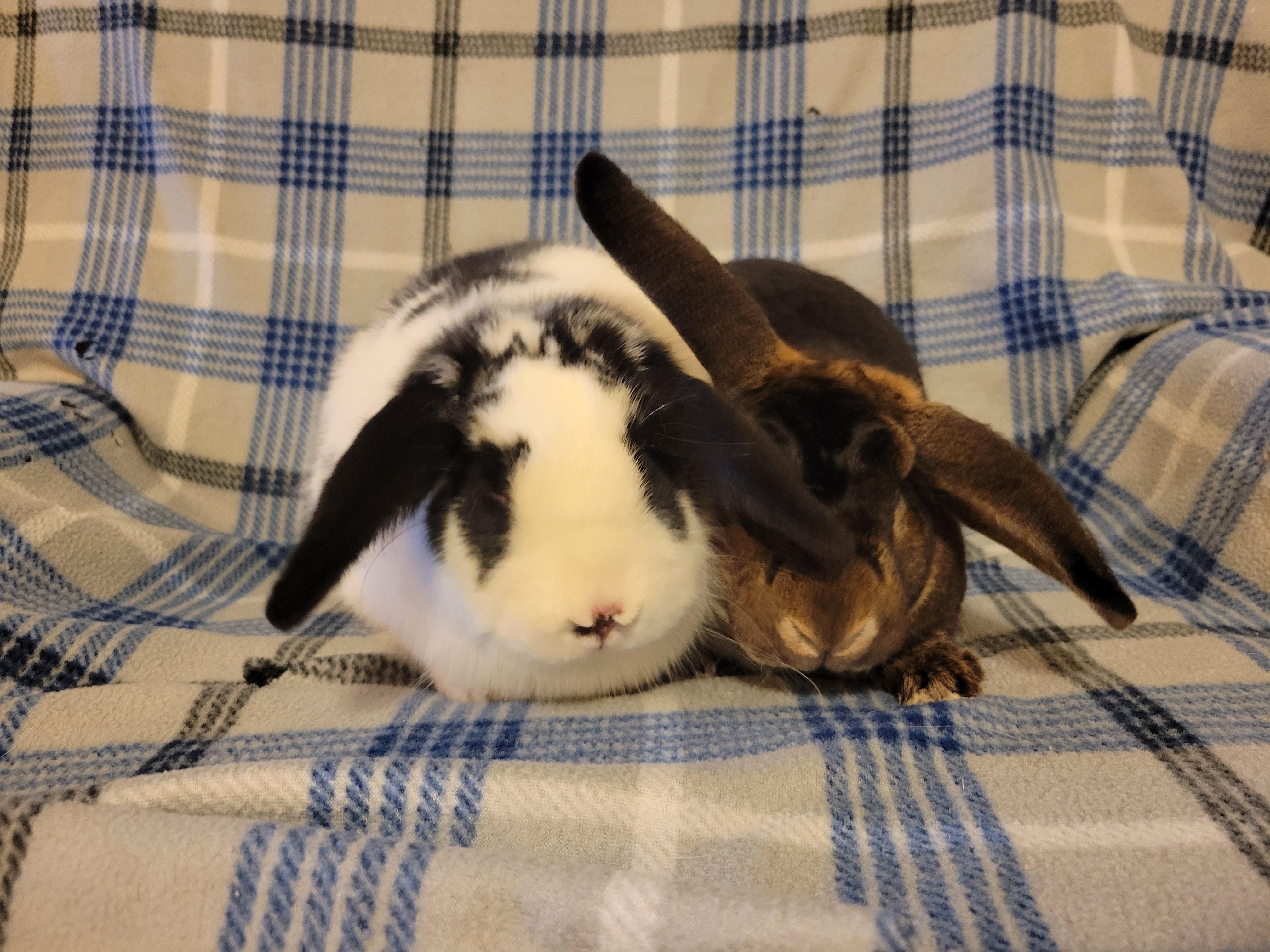 Enlarge Aeneas and Phobos, a ADOPTABLE mixed breed in Ames, IA image 2/5