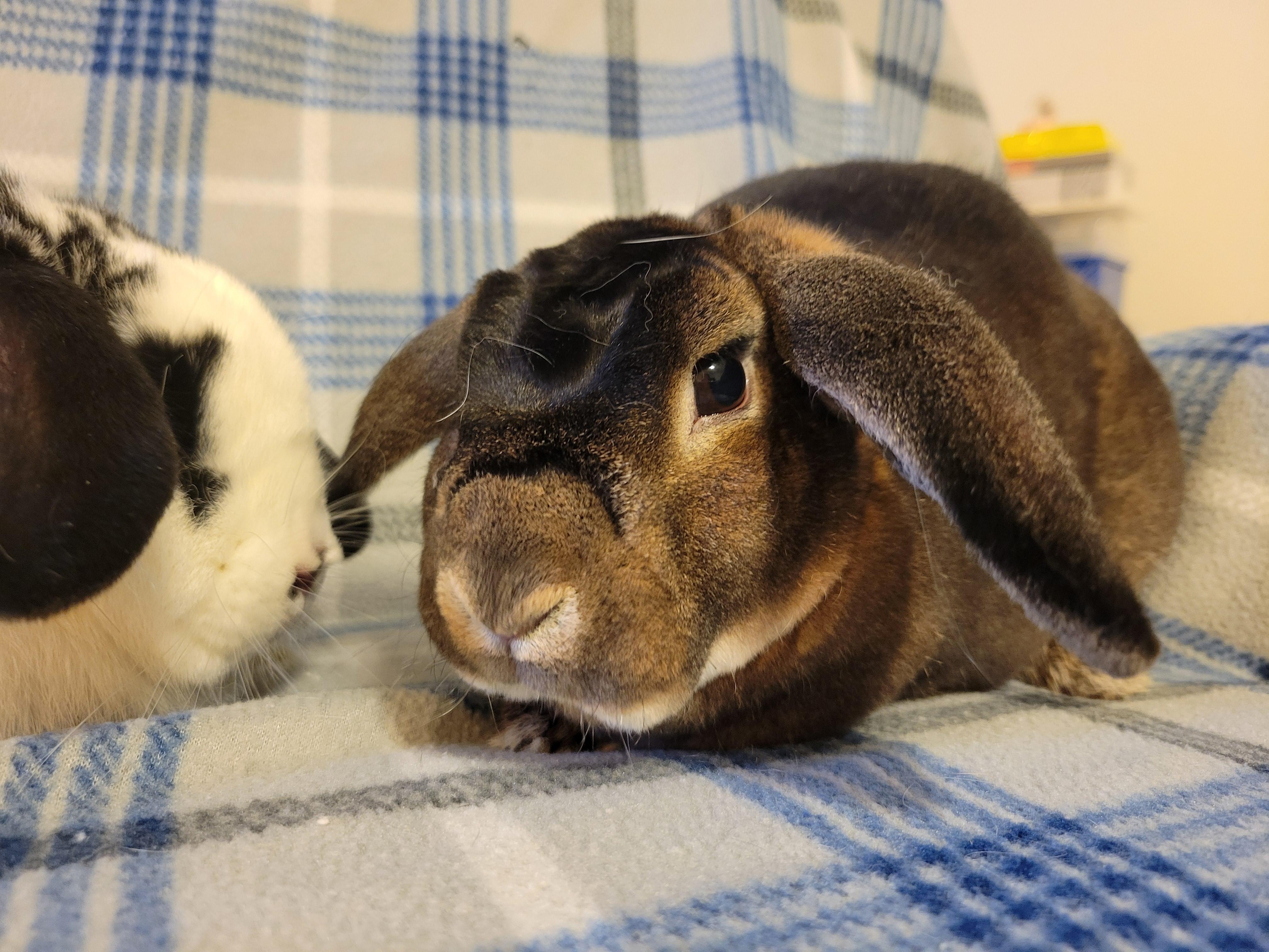 Enlarge Aeneas and Phobos, a ADOPTABLE mixed breed in Ames, IA image 5/5