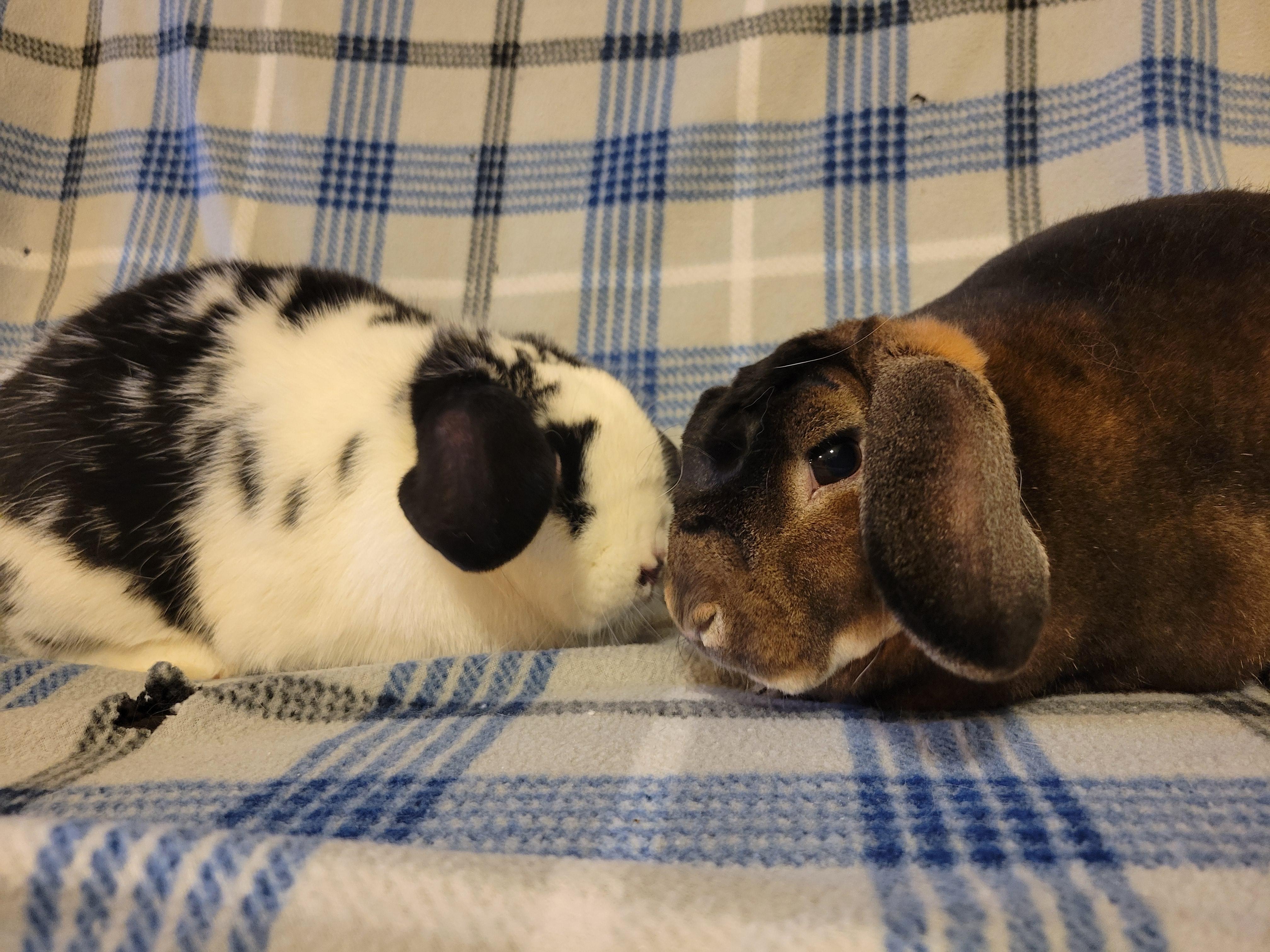 Enlarge Aeneas and Phobos, a ADOPTABLE mixed breed in Ames, IA image 4/5