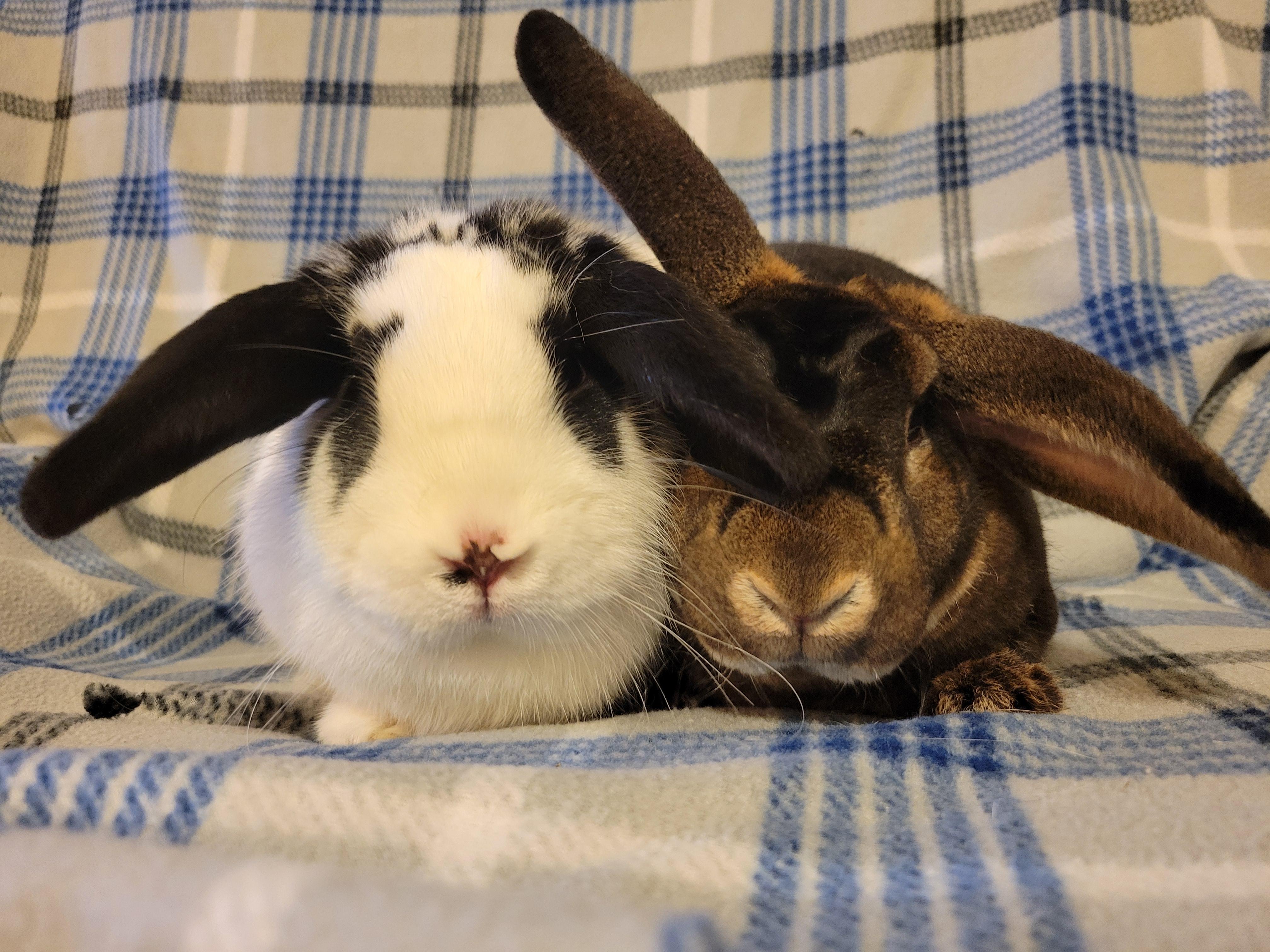Enlarge Aeneas and Phobos, a ADOPTABLE mixed breed in Ames, IA image 3/5