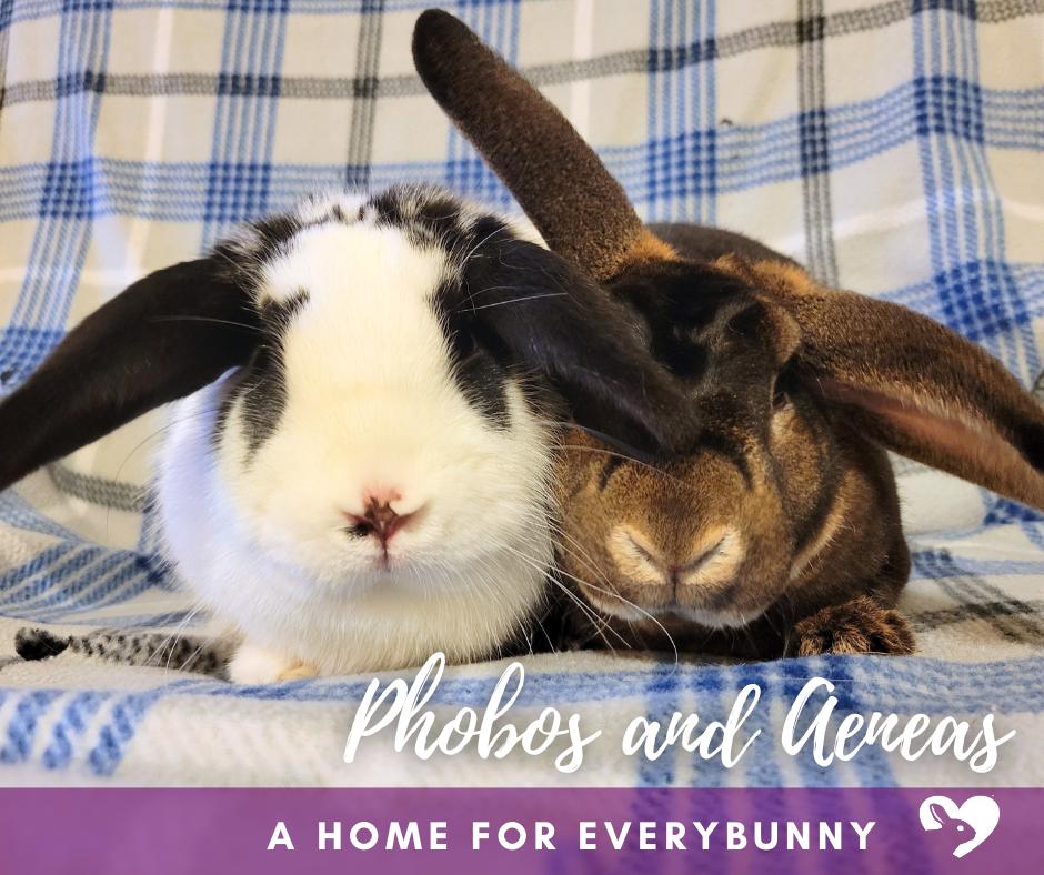 Enlarge Aeneas and Phobos, a ADOPTABLE mixed breed in Ames, IA image 1/5