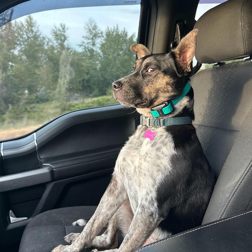 Enlarge Ember, a Adoptable mixed breed in Bellingham, WA image 4/6