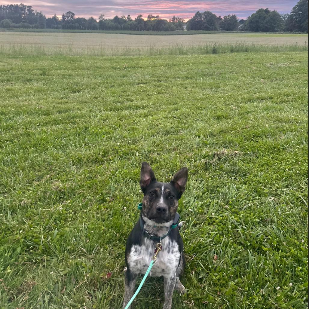 Enlarge Ember, a Adoptable mixed breed in Bellingham, WA image 6/6