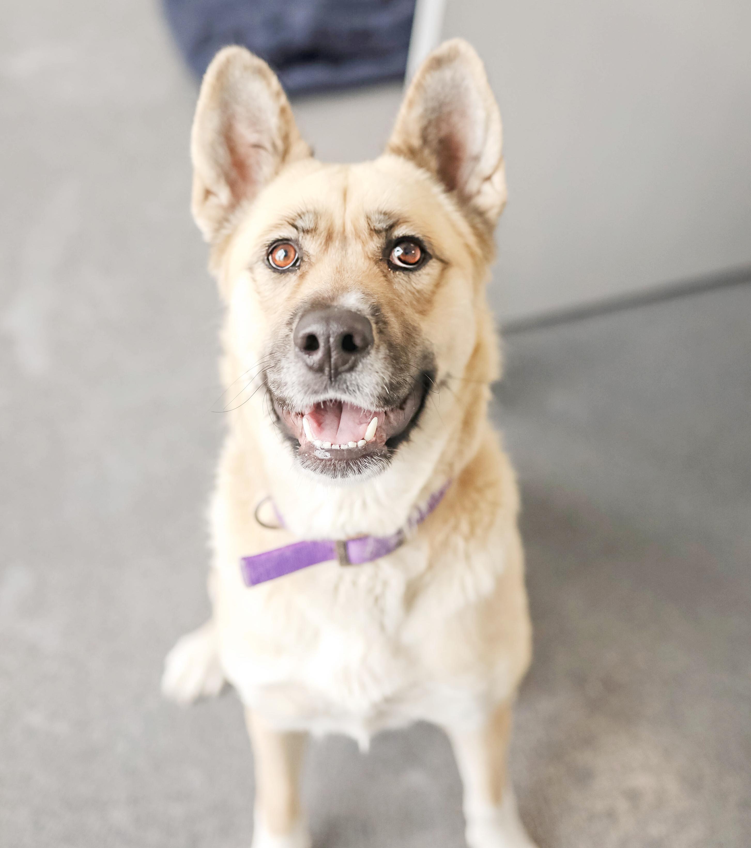 Gracie, ADOPTABLE, Adult Female German Shepherd Dog & Husky.