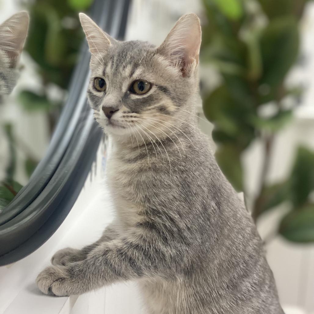 Coraline, Adoptable, Kitten Female Domestic Short Hair.