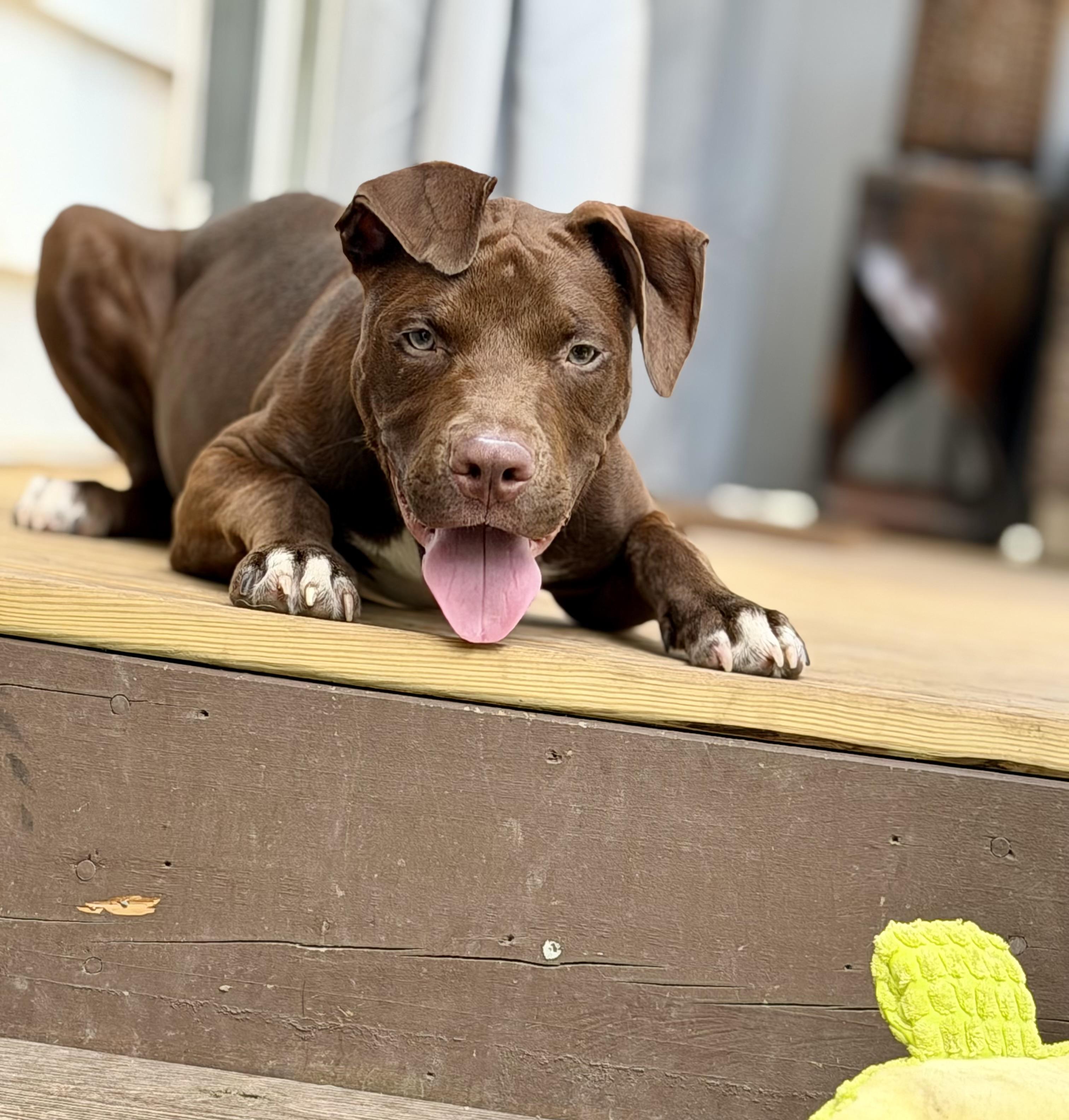 Scout, ADOPTABLE, Young Female Terrier.