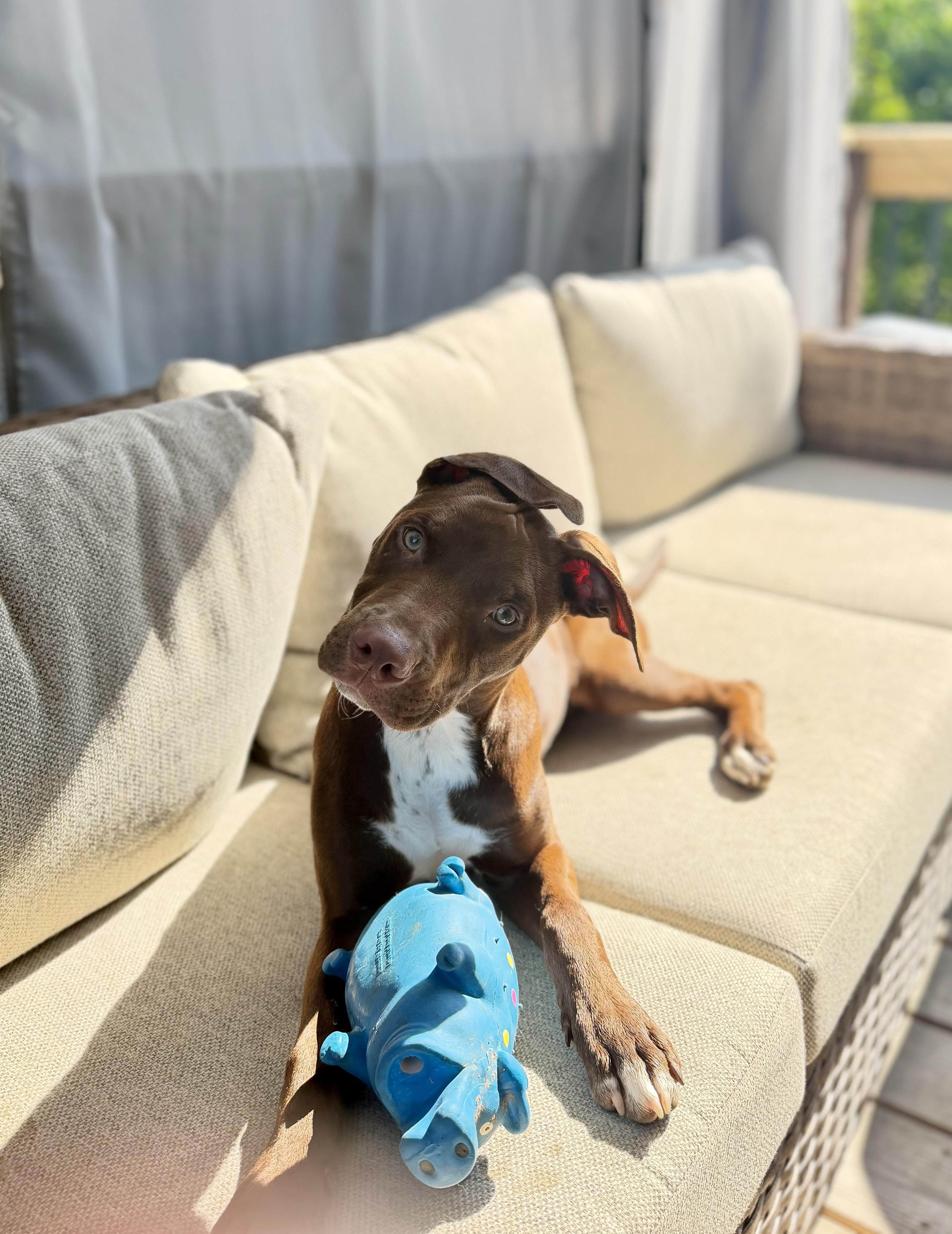 Enlarge Scout, a ADOPTABLE mixed breed in Chattanooga, TN image 5/5