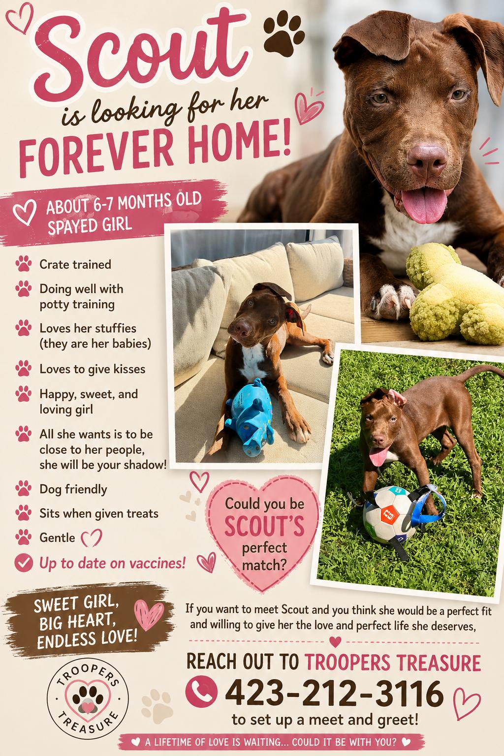 Enlarge Scout, a ADOPTABLE mixed breed in Chattanooga, TN image 4/5