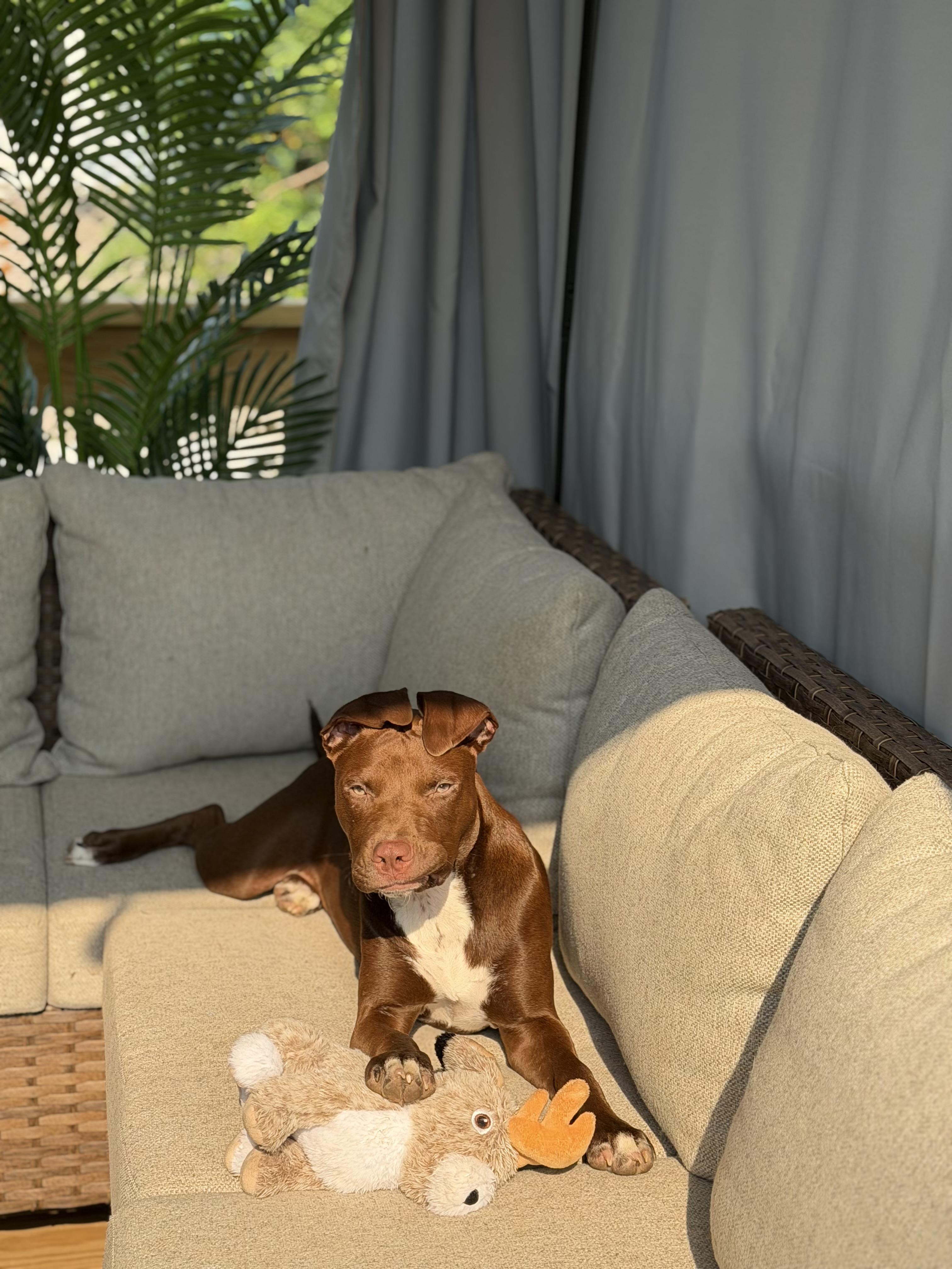 Enlarge Scout, a ADOPTABLE mixed breed in Chattanooga, TN image 2/5