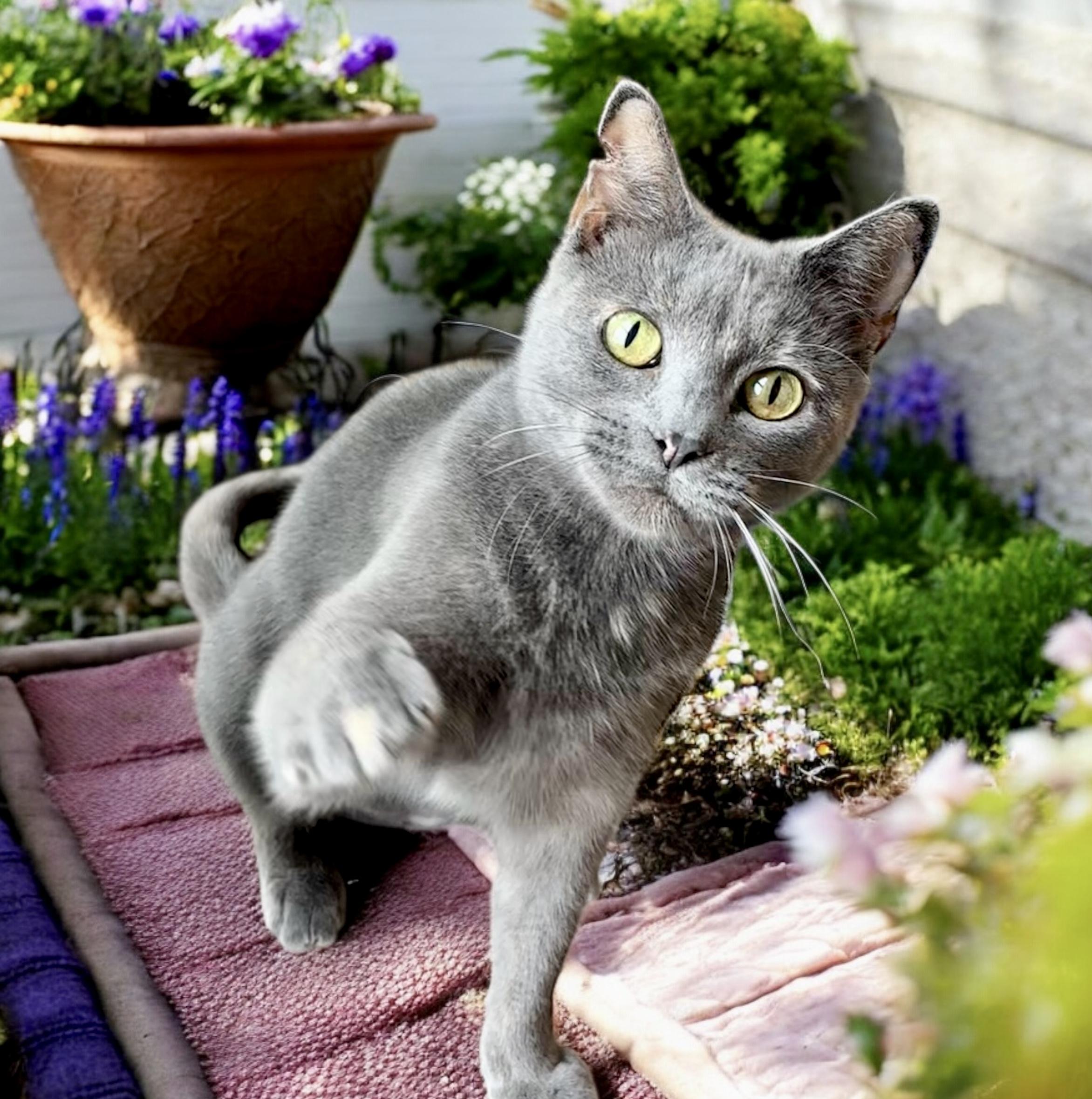 Juni