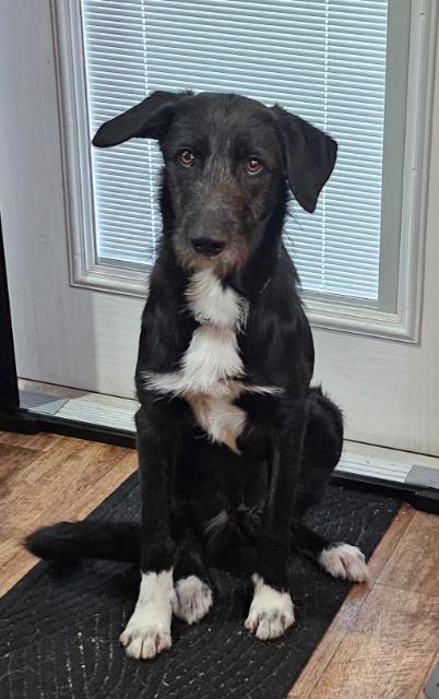 Adelaide, a Adoptable Airedale Terrier in Fayetteville, AR image 1/2