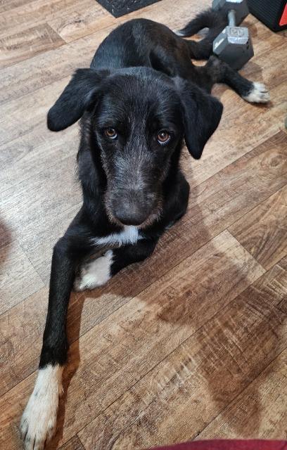 Adelaide, a Adoptable Airedale Terrier in Fayetteville, AR image 2/2