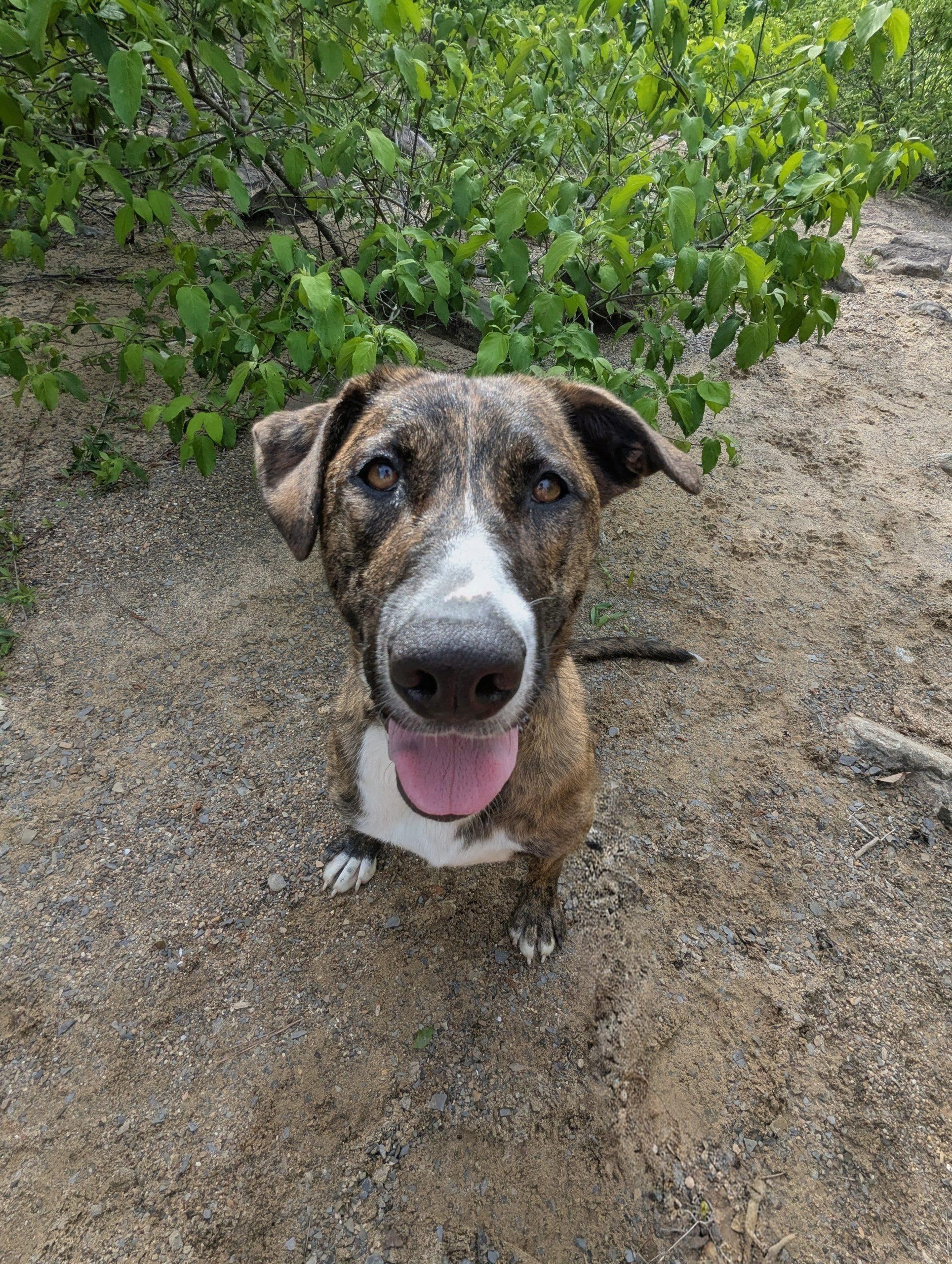 Enlarge Zora SS, a ADOPTABLE mixed breed in South Portland, ME image 3/6