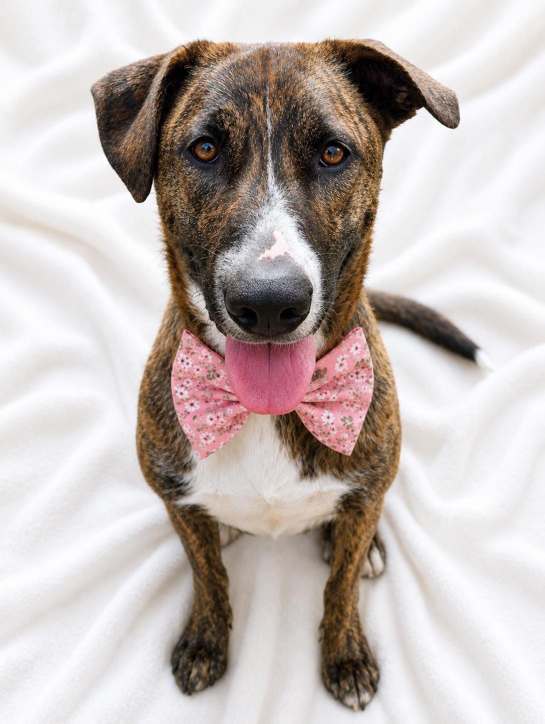 Enlarge Zora SS, a ADOPTABLE mixed breed in South Portland, ME image 6/6