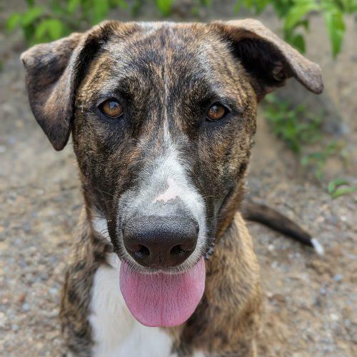 Enlarge Zora SS, a ADOPTABLE mixed breed in South Portland, ME image 2/6