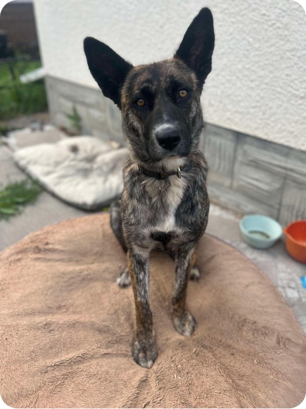 Wren, an adoptable Shepherd, Mixed Breed in Winnipeg, MB, R3E 2Z9 | Photo Image 1