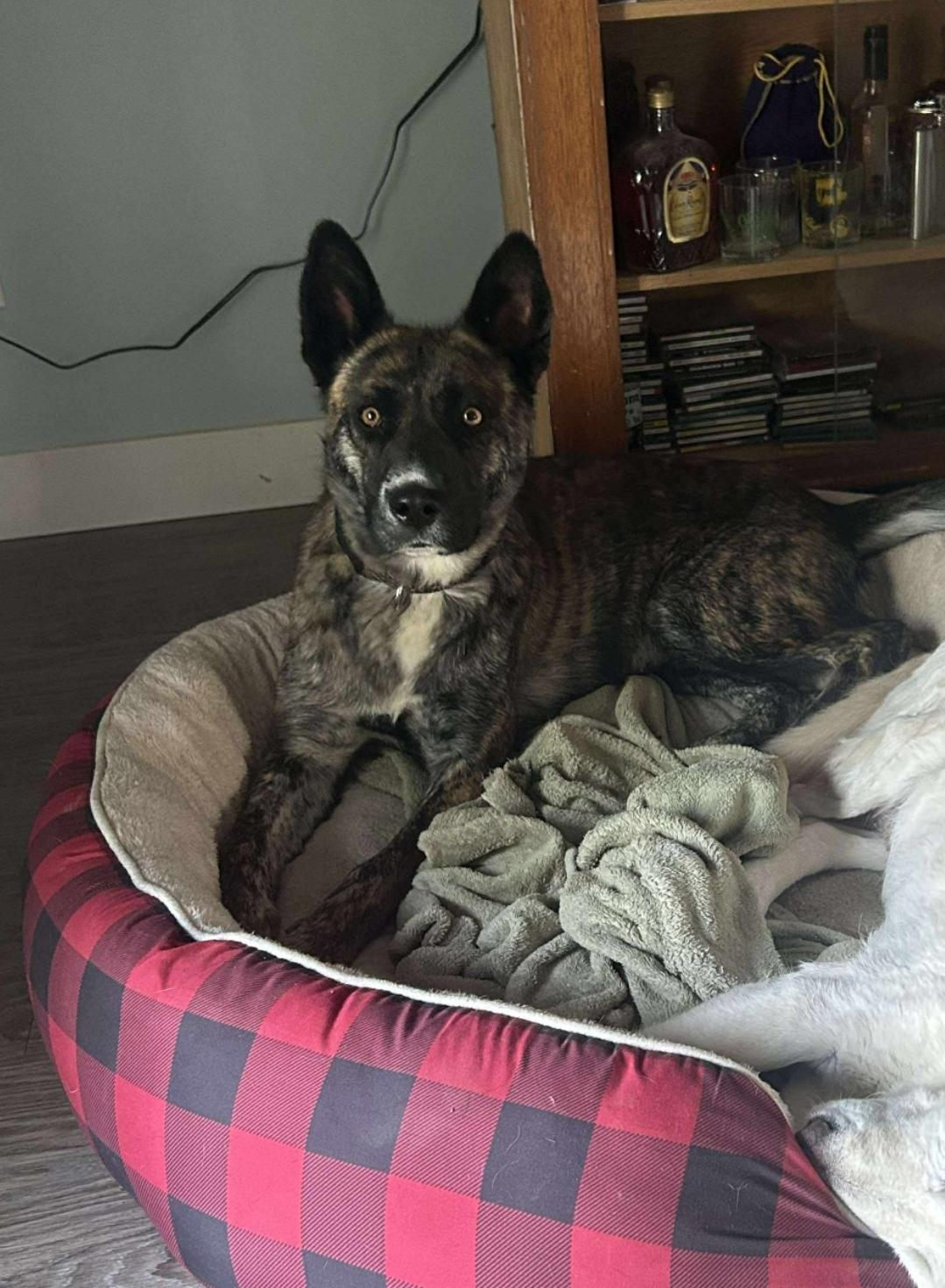 Wren, an adoptable Shepherd, Mixed Breed in Winnipeg, MB, R3E 2Z9 | Photo Image 4