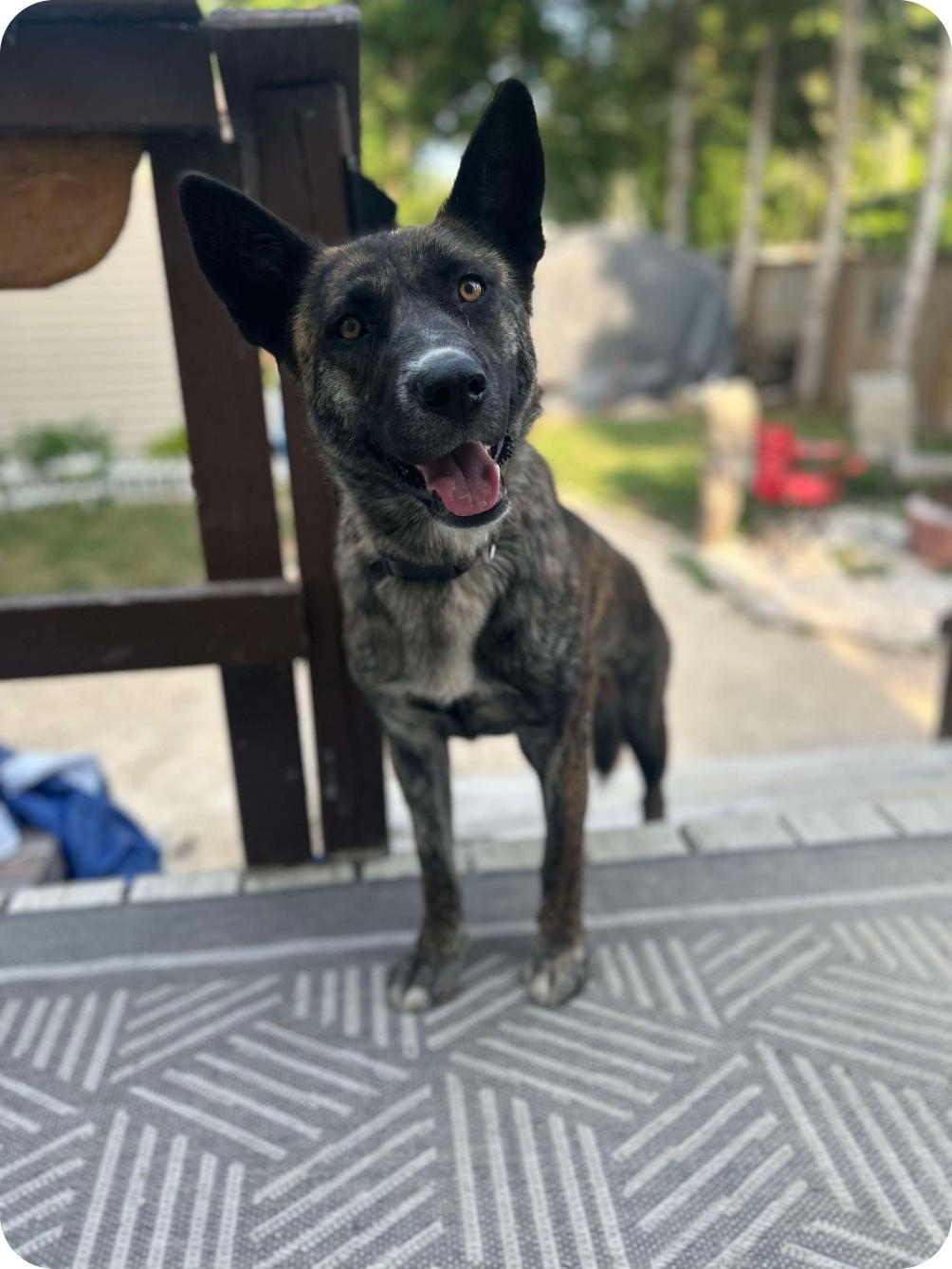 Wren, an adoptable Shepherd, Mixed Breed in Winnipeg, MB, R3E 2Z9 | Photo Image 2