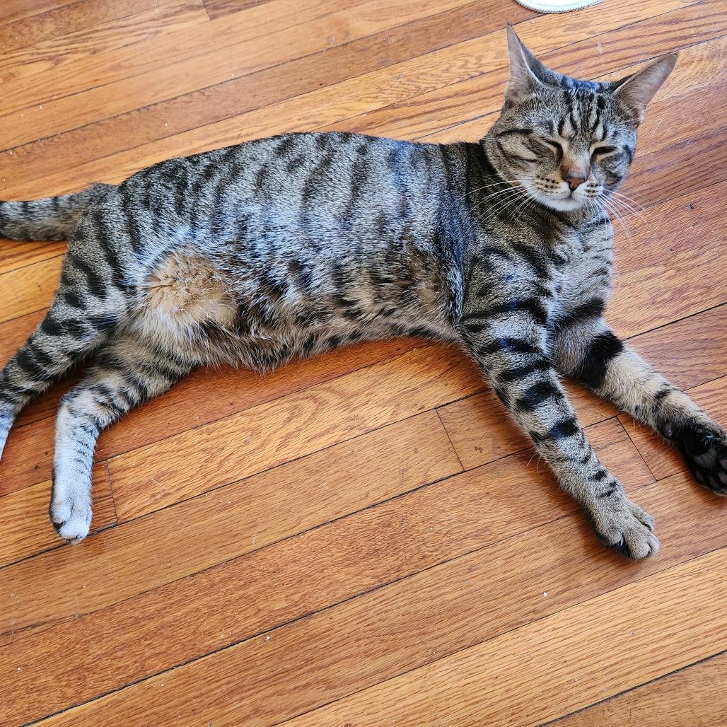 Kitt, a Adoptable Domestic Short Hair in Philadelphia, PA image 1/4