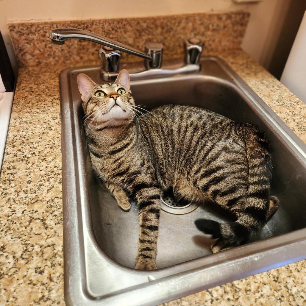 Kitt, a Adoptable Domestic Short Hair in Philadelphia, PA image 2/4